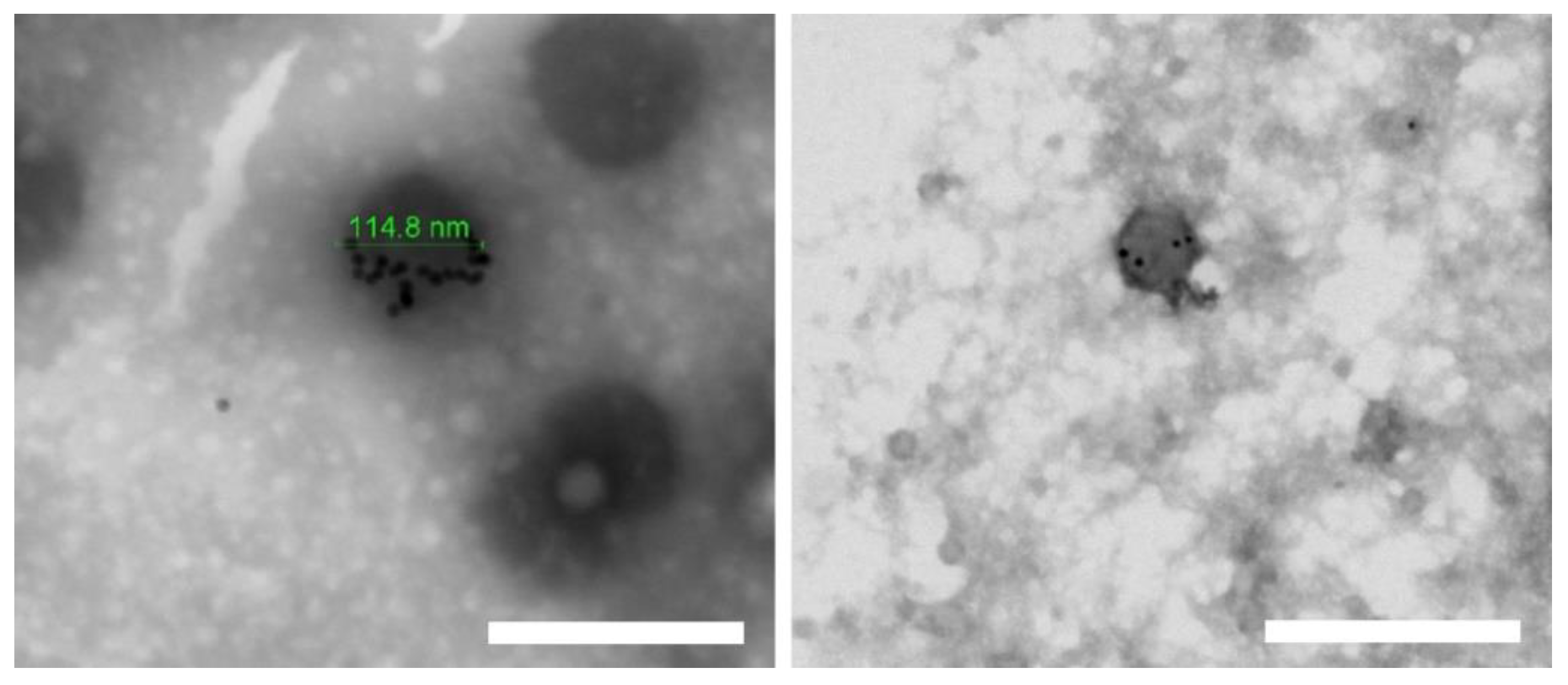 Pharmaceutics 13 00822 g002
