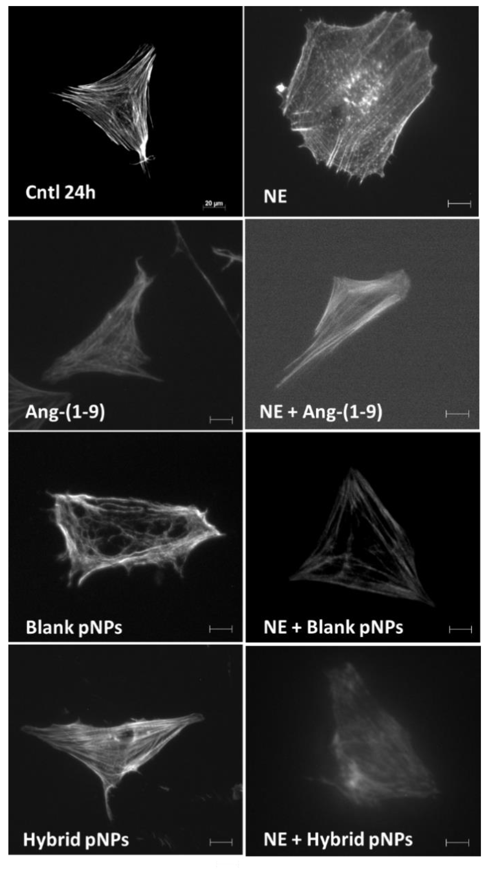 Pharmaceutics 13 00822 g010