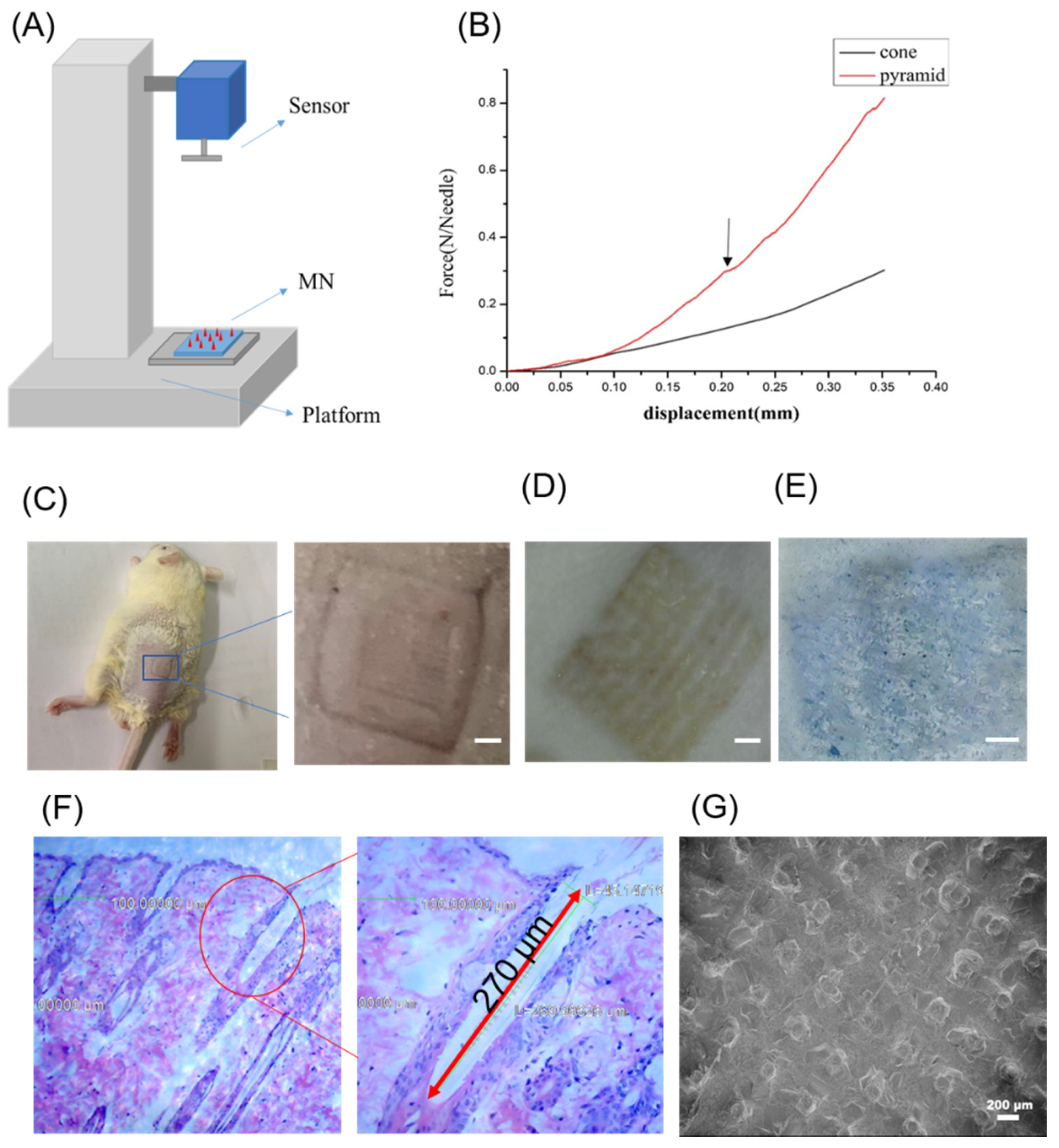Pharmaceutics 13 00827 g004a