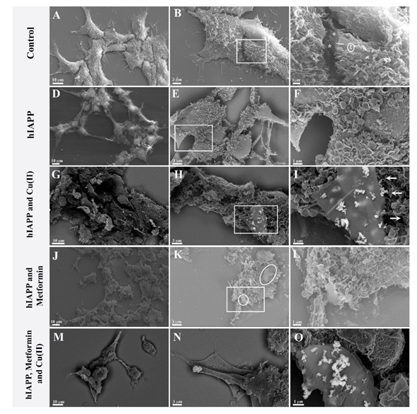 Pharmaceutics 13 00830 g005 Pharmaceutics 13 00830 g005