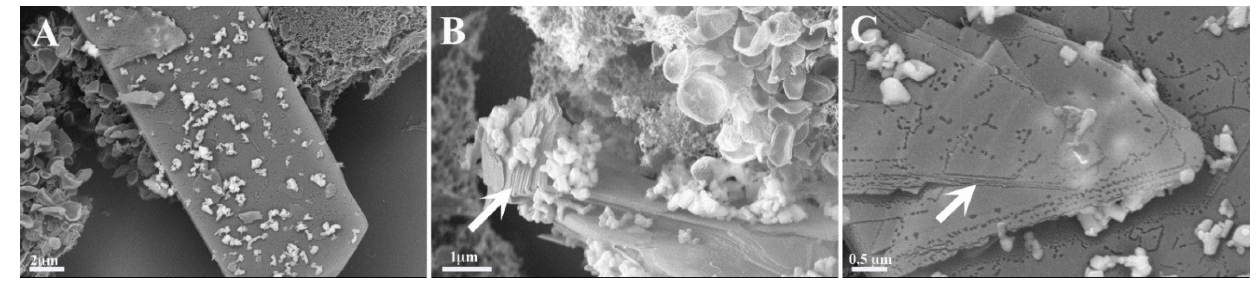 Pharmaceutics 13 00830 g006 Pharmaceutics 13 00830 g006