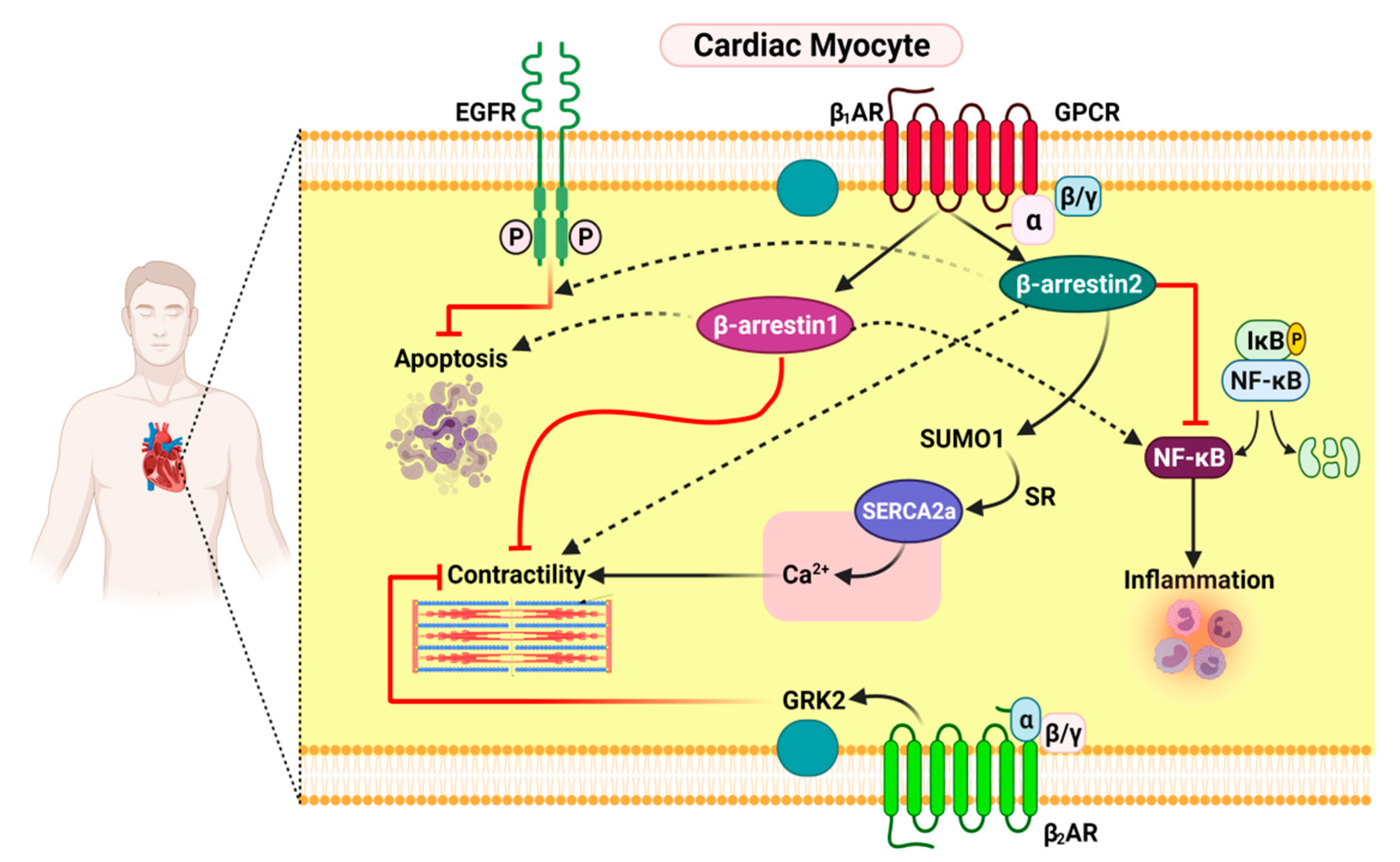 Pharmaceutics 13 00838 g001