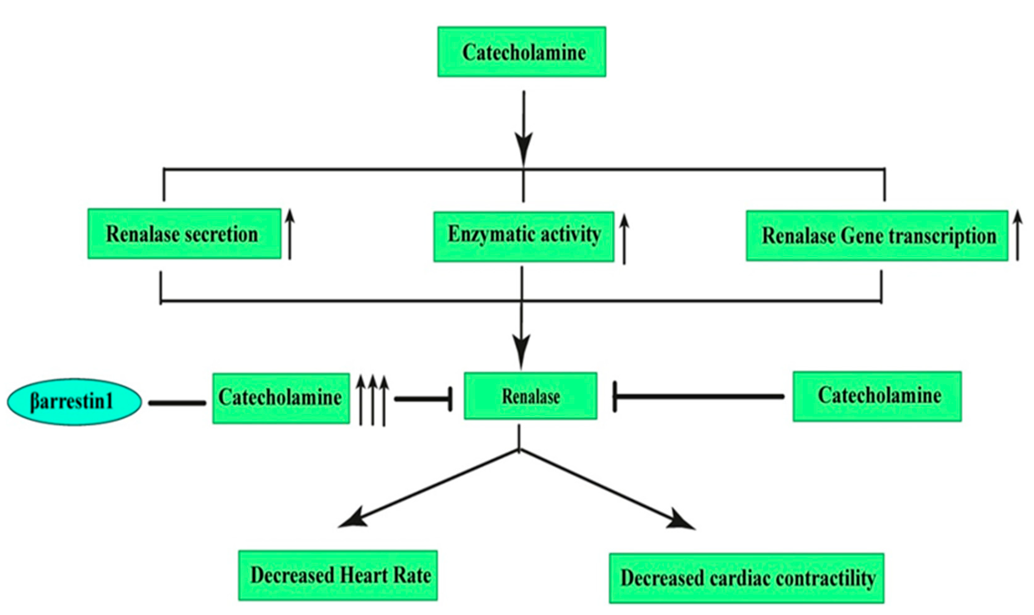 Pharmaceutics 13 00838 g005
