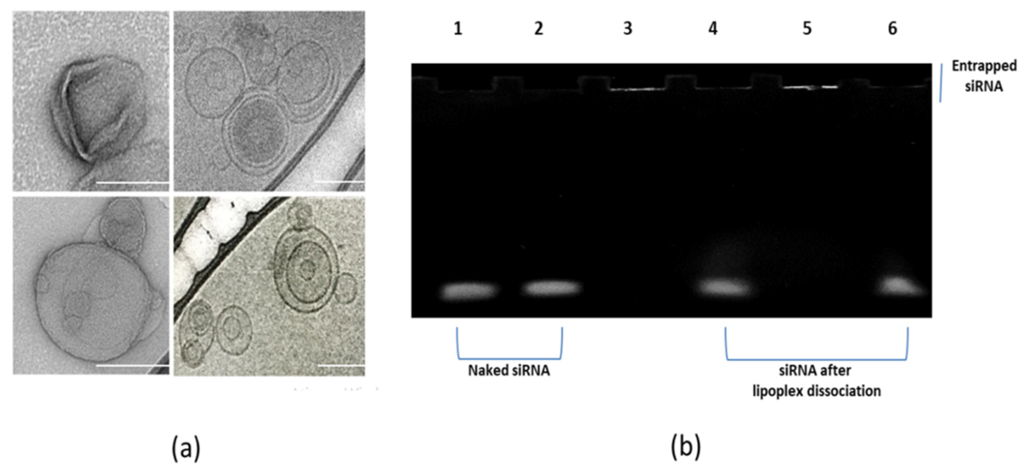 Pharmaceutics 13 00845 g001