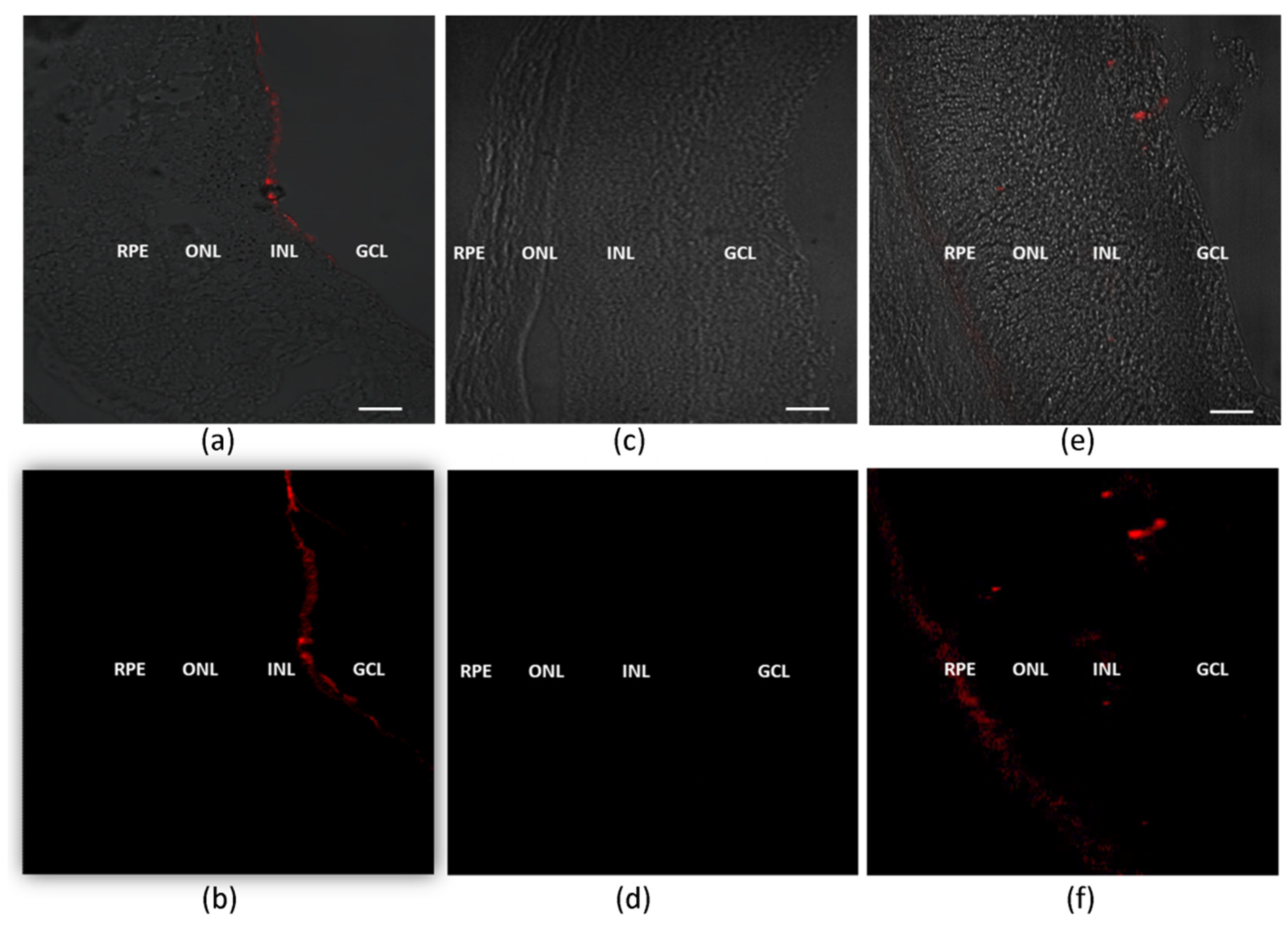 Pharmaceutics 13 00845 g003