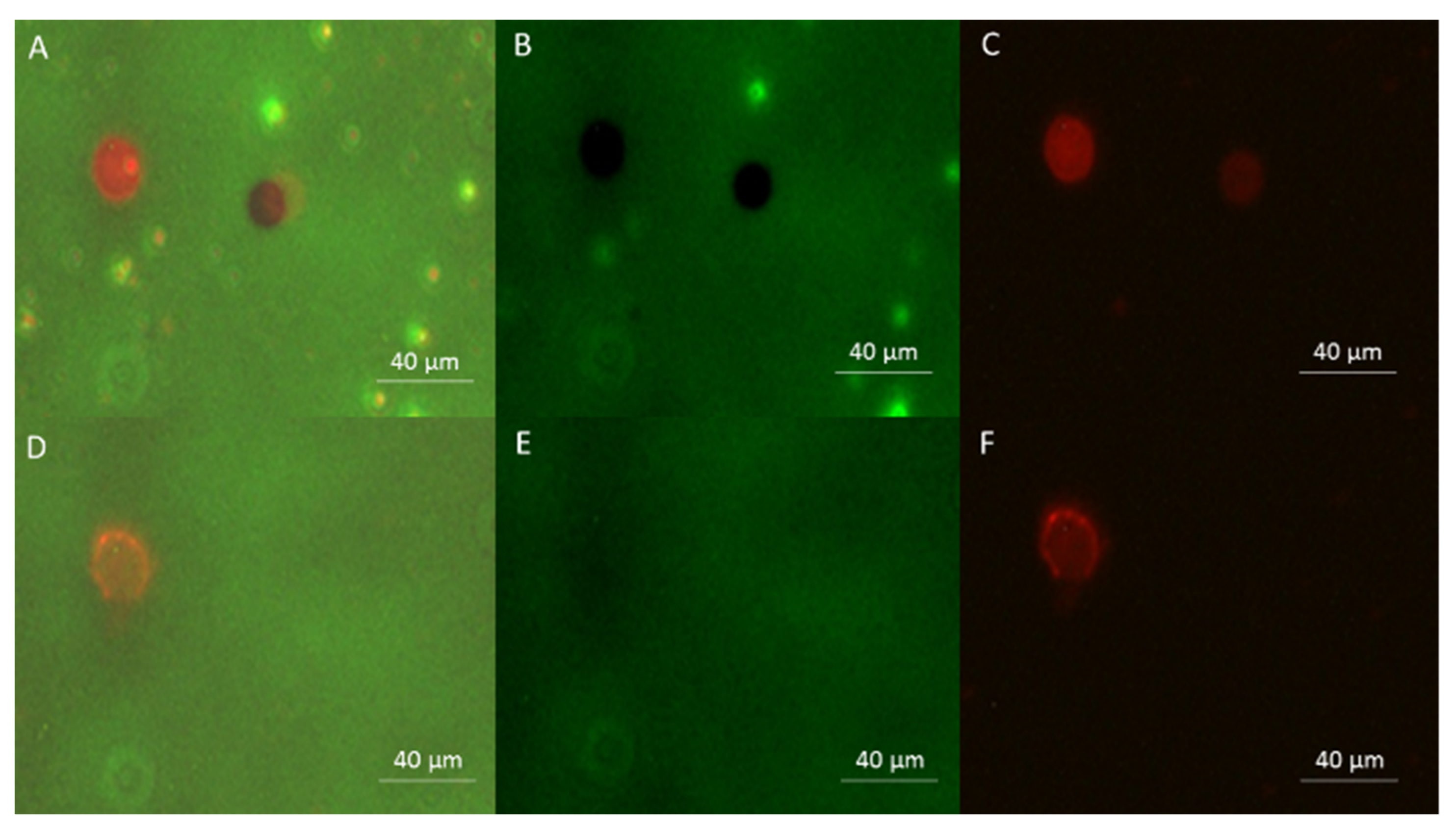 Pharmaceutics 13 00847 g006 Pharmaceutics 13 00847 g006