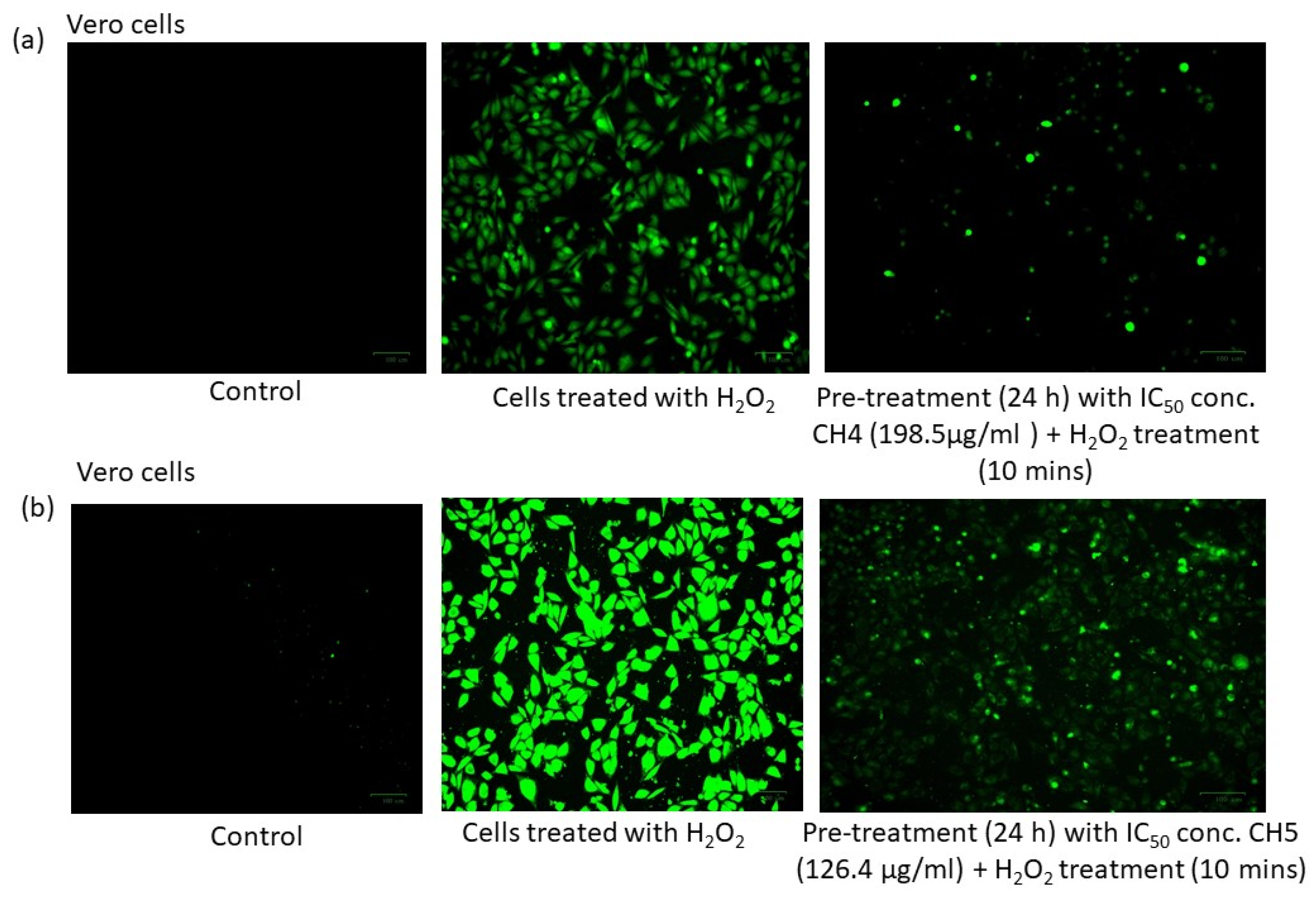 Pharmaceutics 13 00850 g005 Pharmaceutics 13 00850 g005