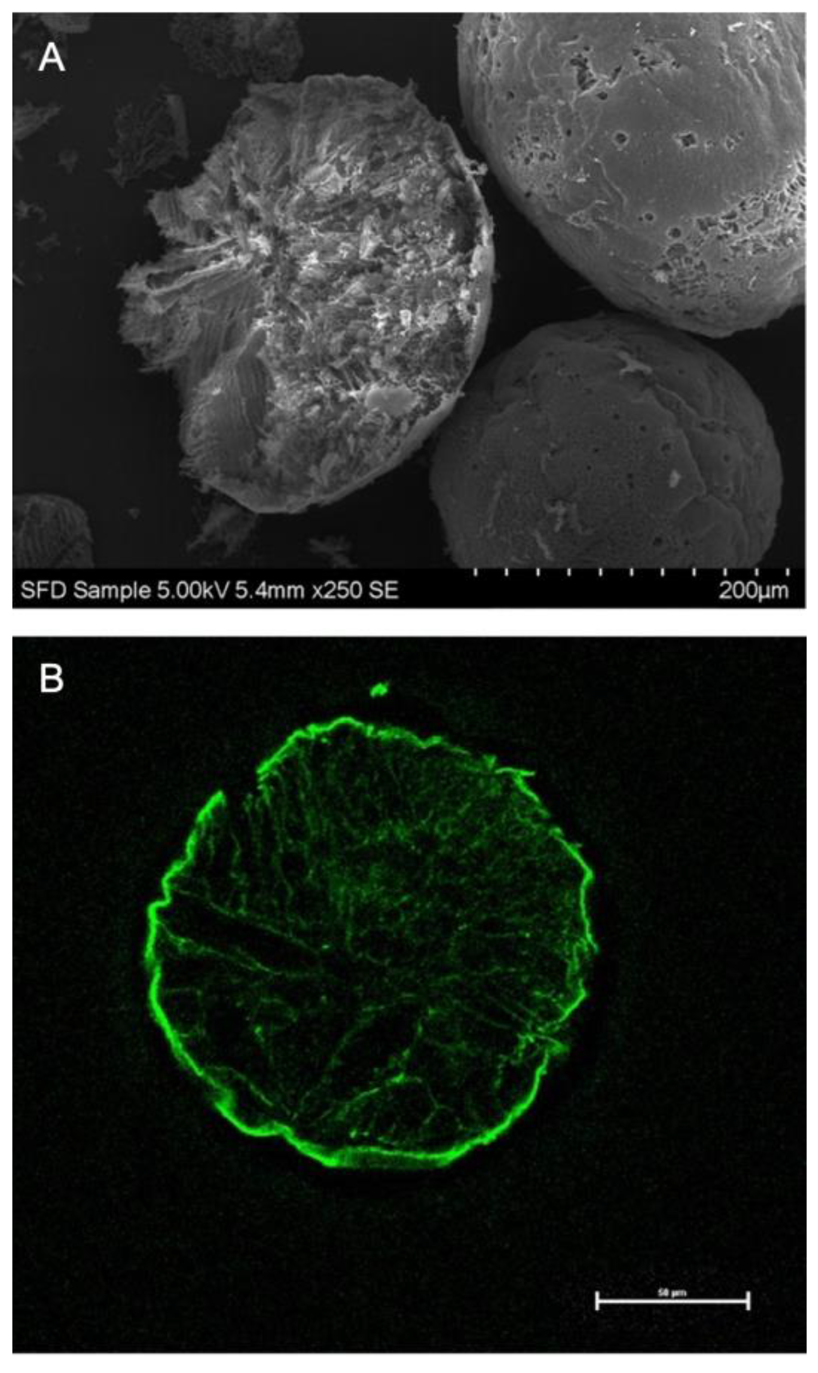 Pharmaceutics 13 00852 g002