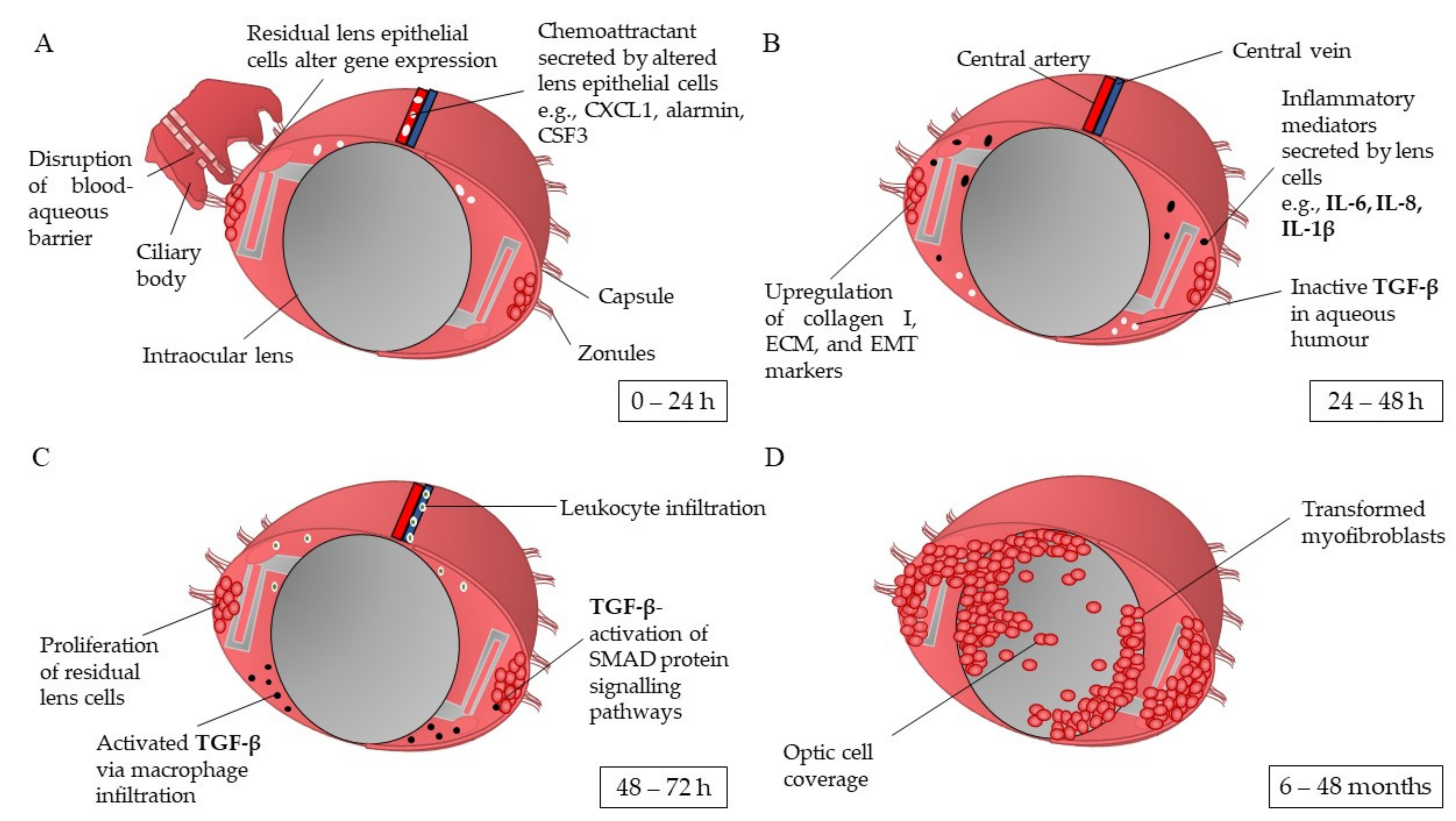 Pharmaceutics 13 00860 g001