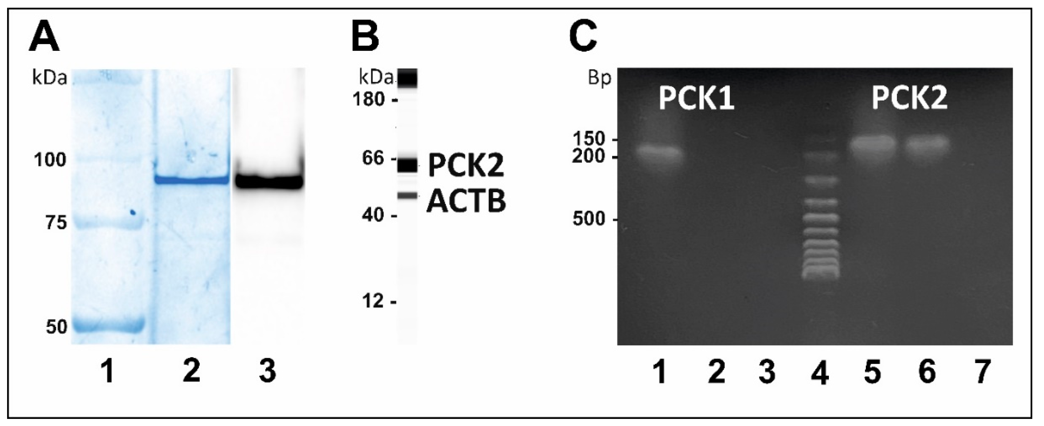 Pharmaceutics 13 00883 g006