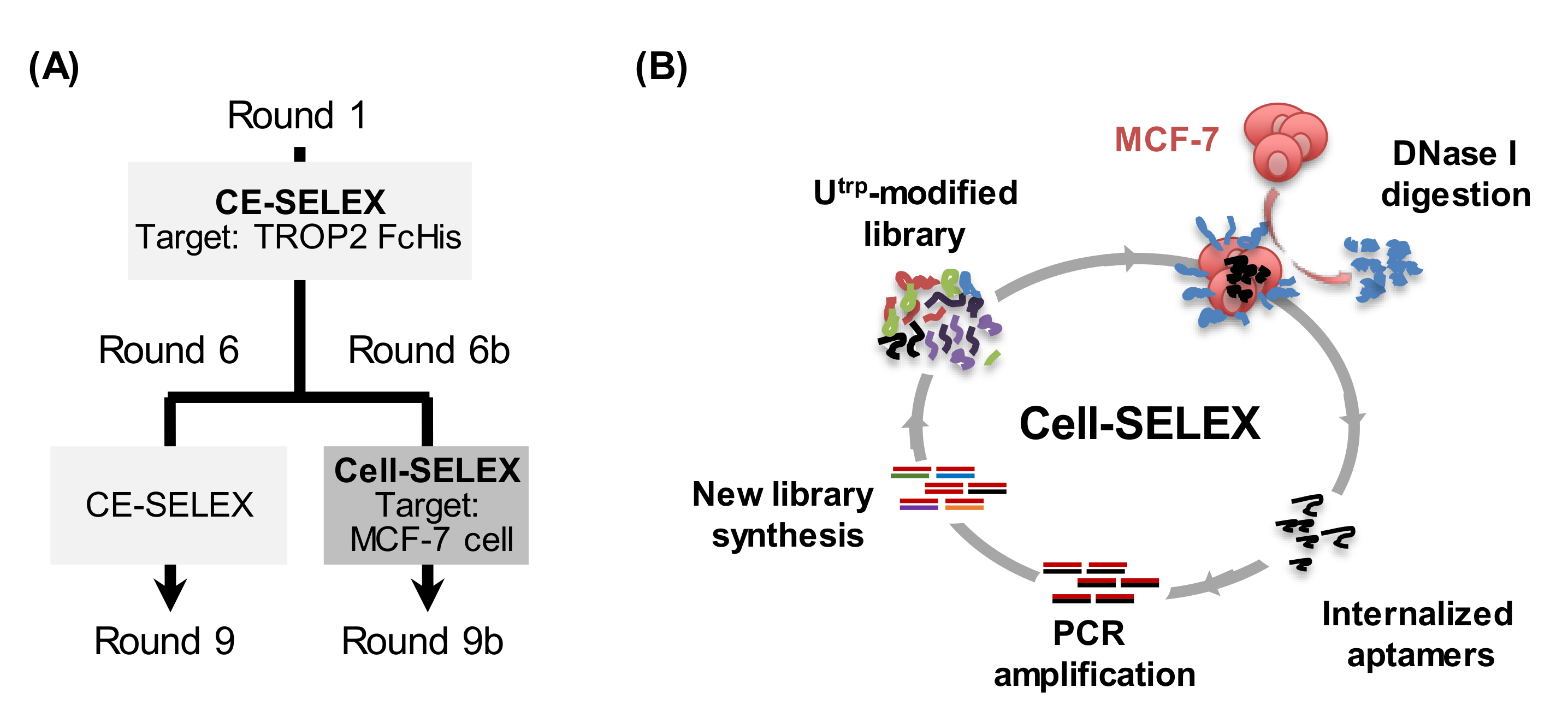 Pharmaceutics 13 00888 g003