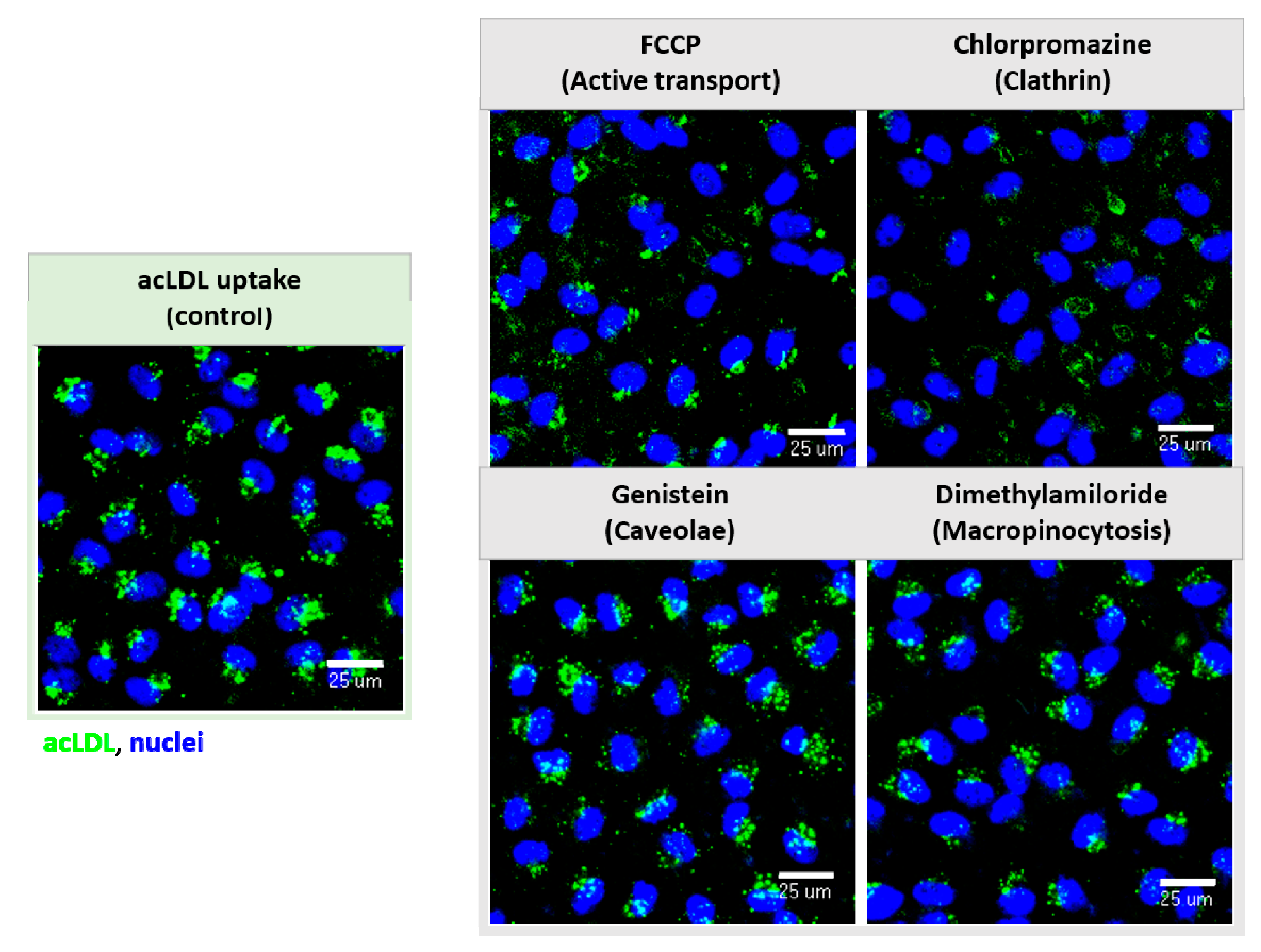 Pharmaceutics 13 00892 g008