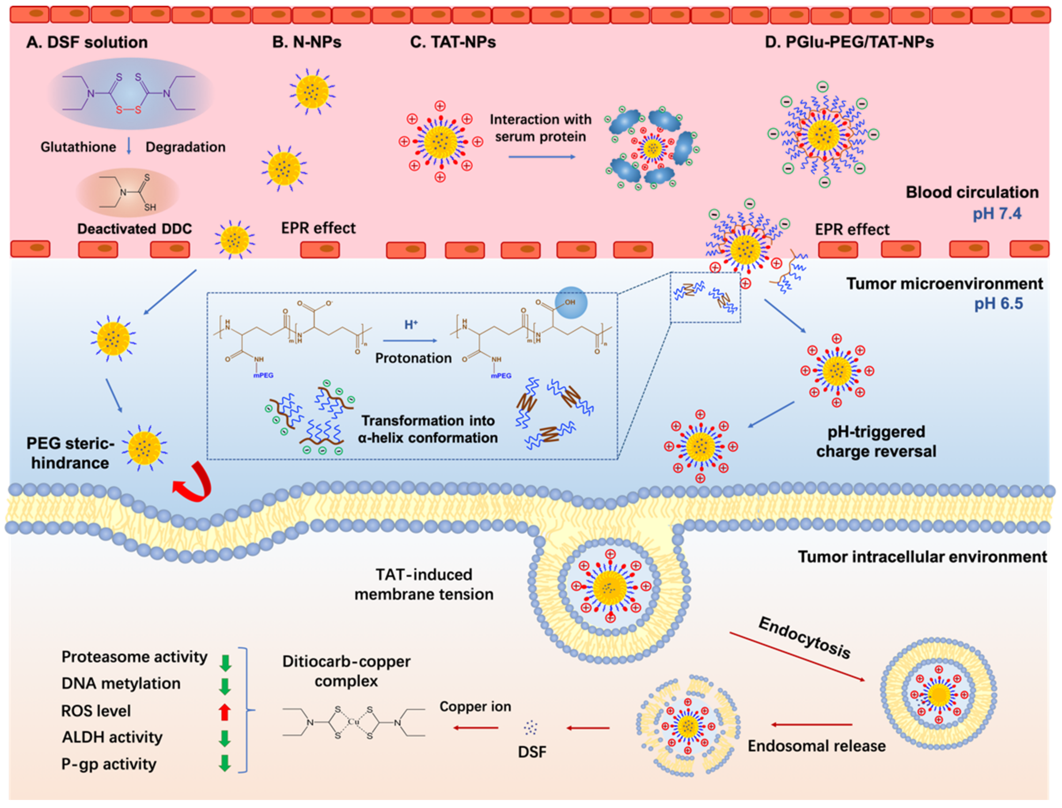 Pharmaceutics 13 00895 sch001 Pharmaceutics 13 00895 sch001