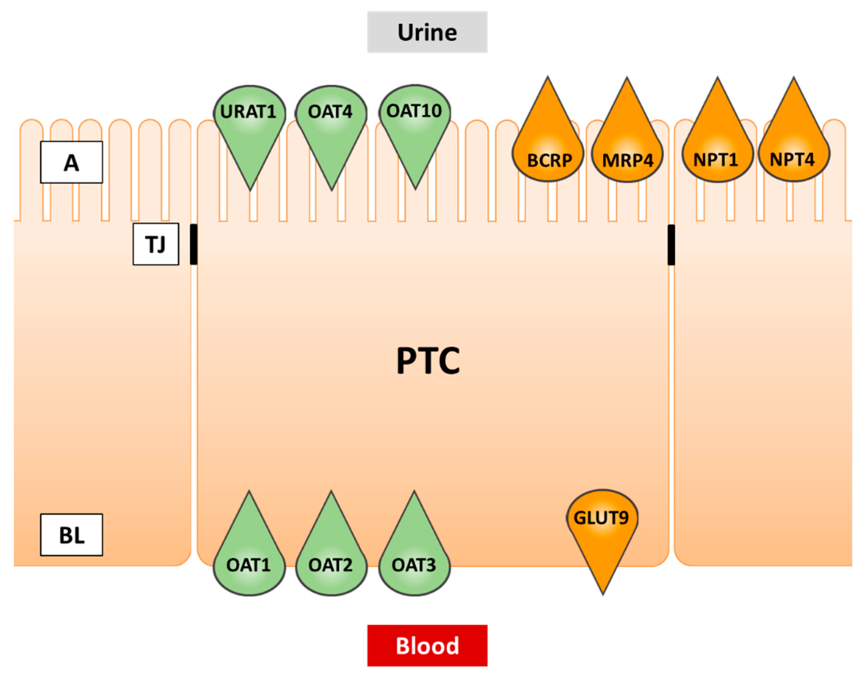 Pharmaceutics 13 00899 g002