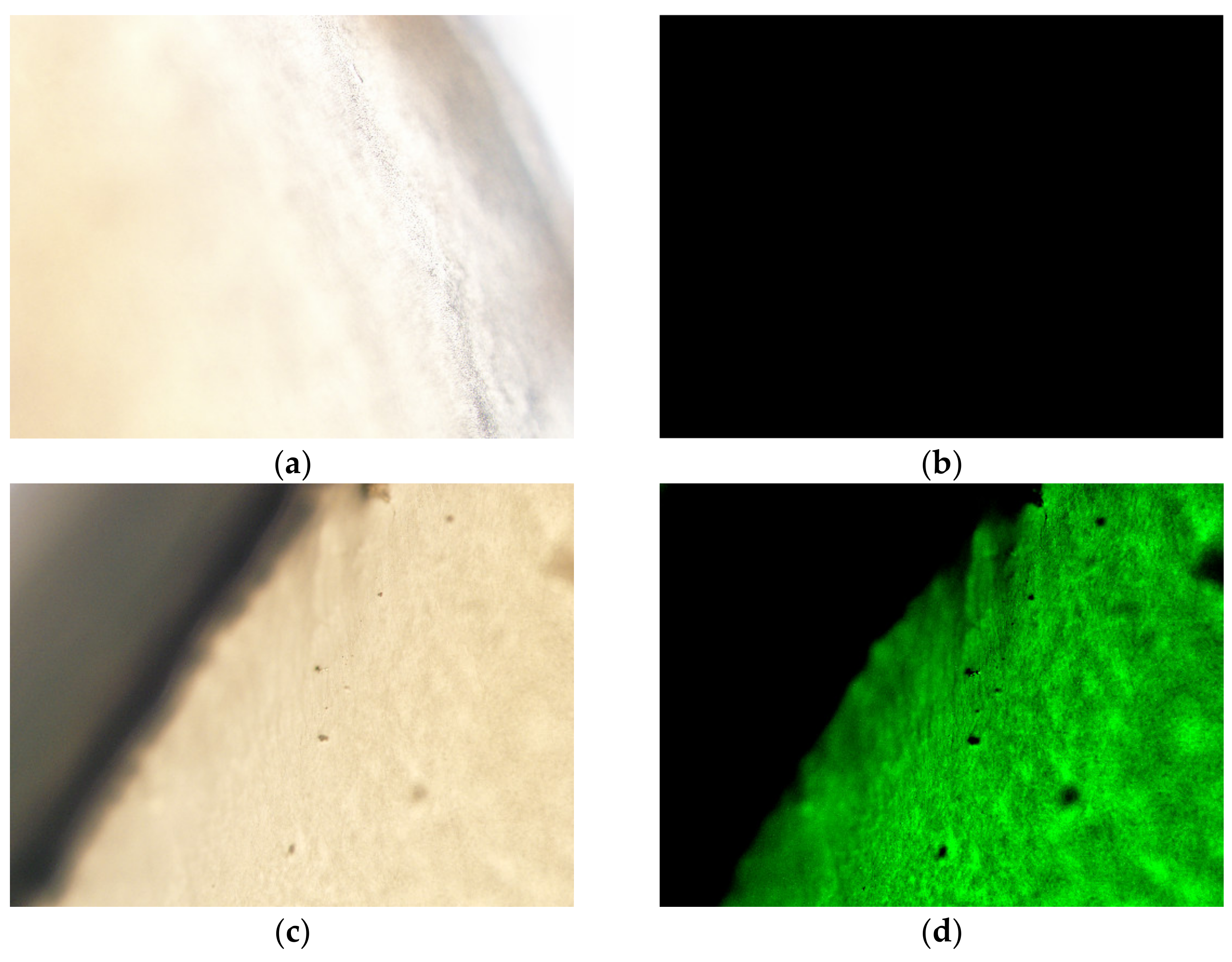 Pharmaceutics 13 00905 g003