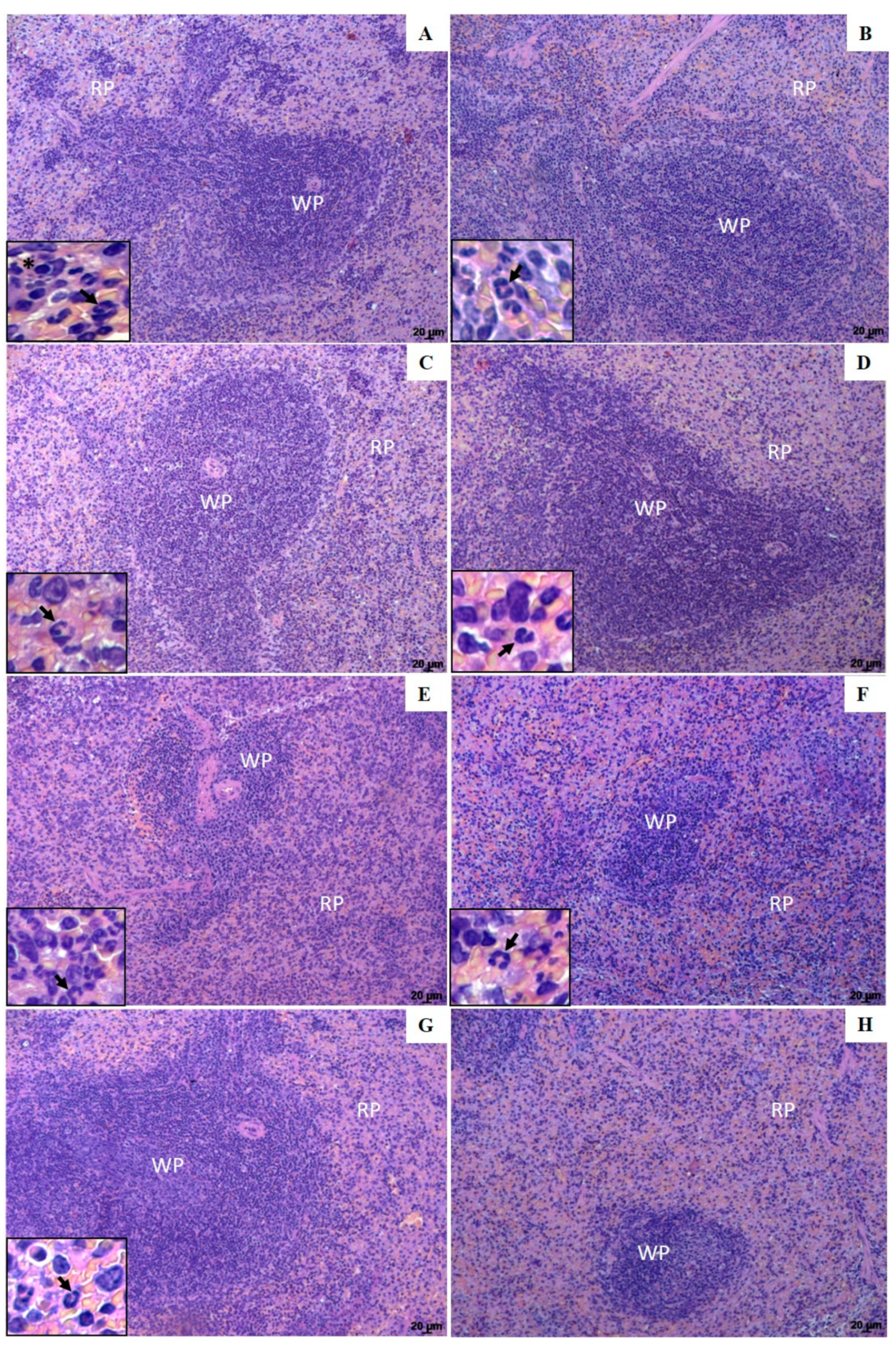 Pharmaceutics 13 00908 g005