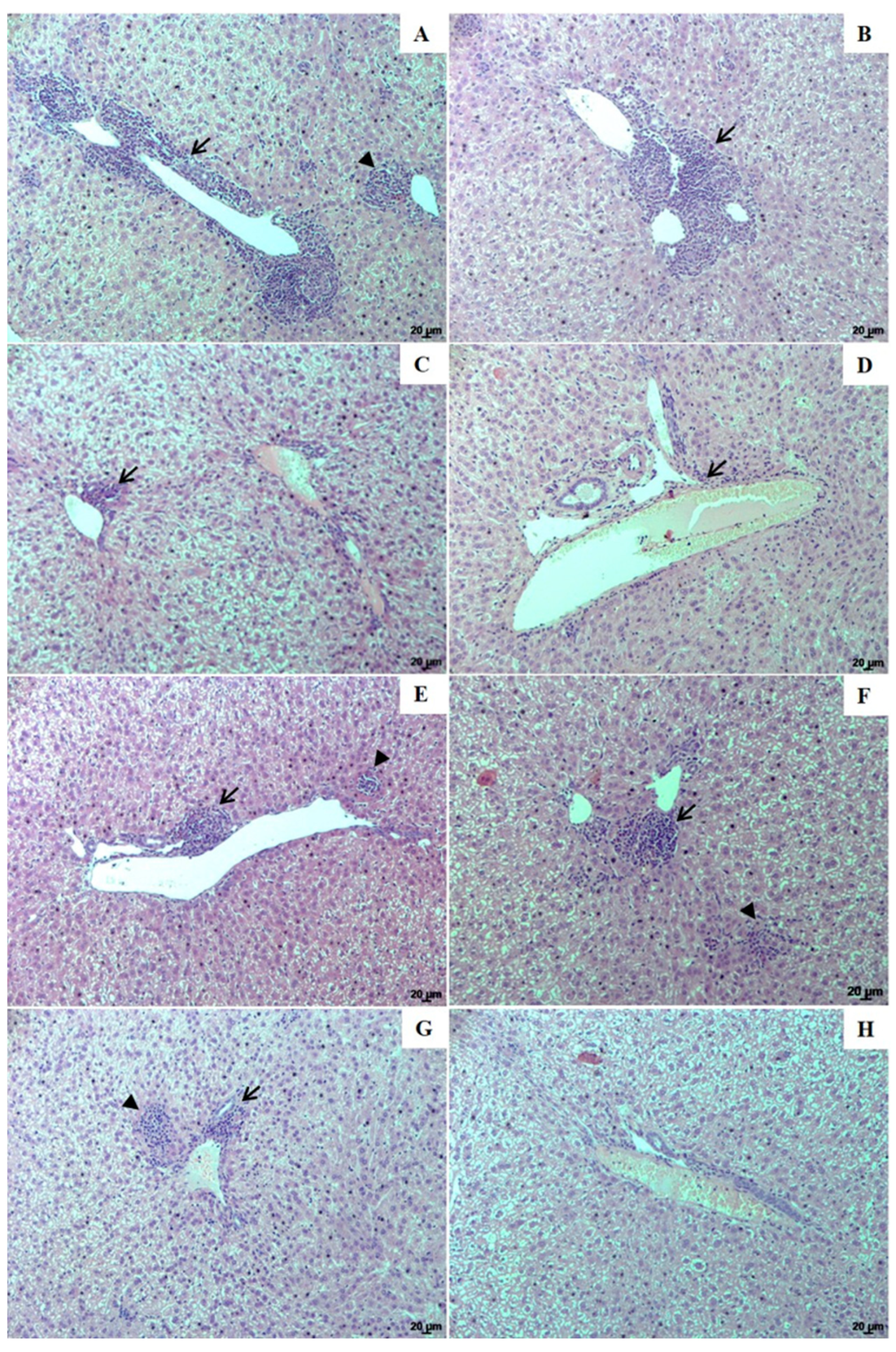 Pharmaceutics 13 00908 g006