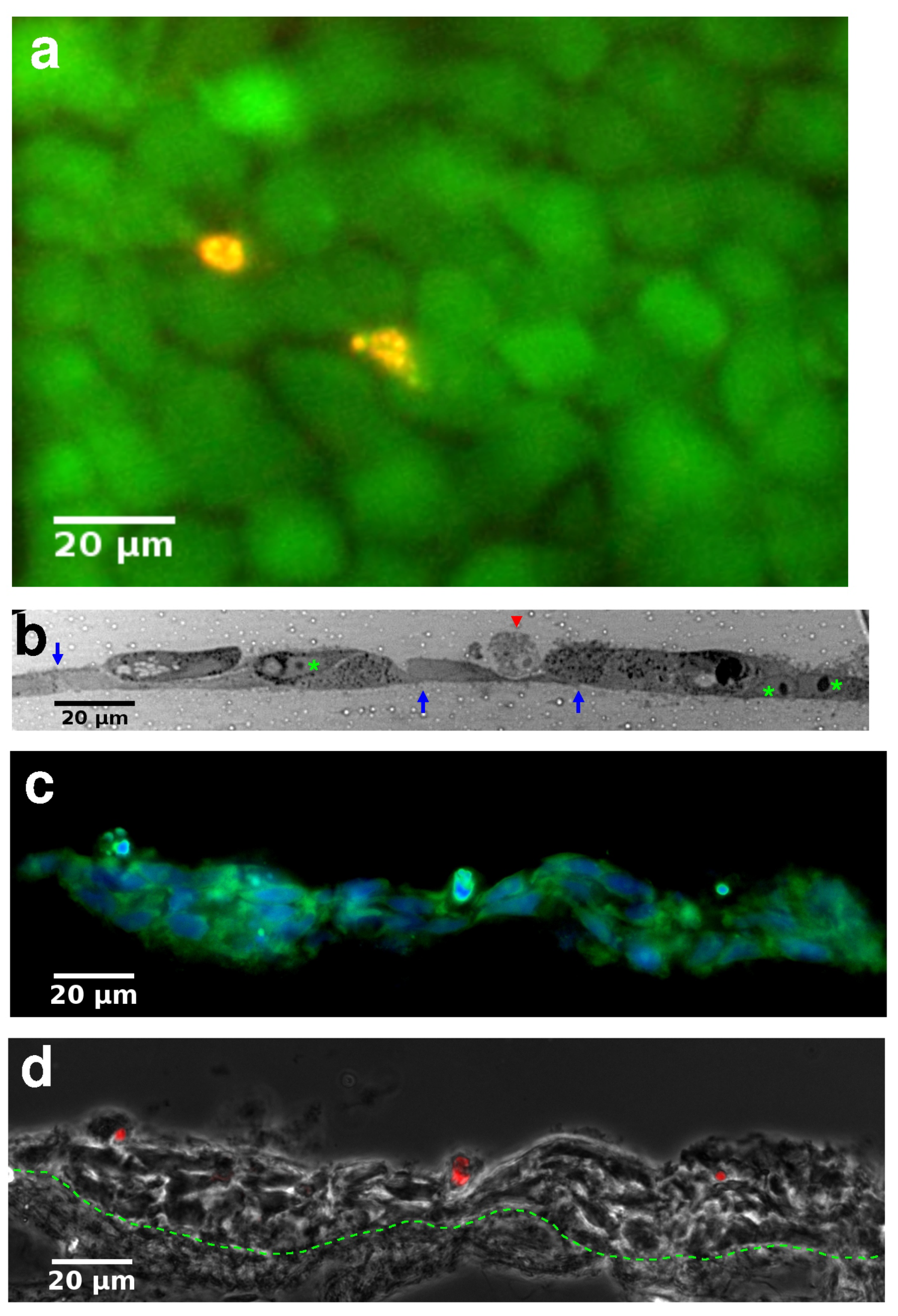 Pharmaceutics 13 00910 g002