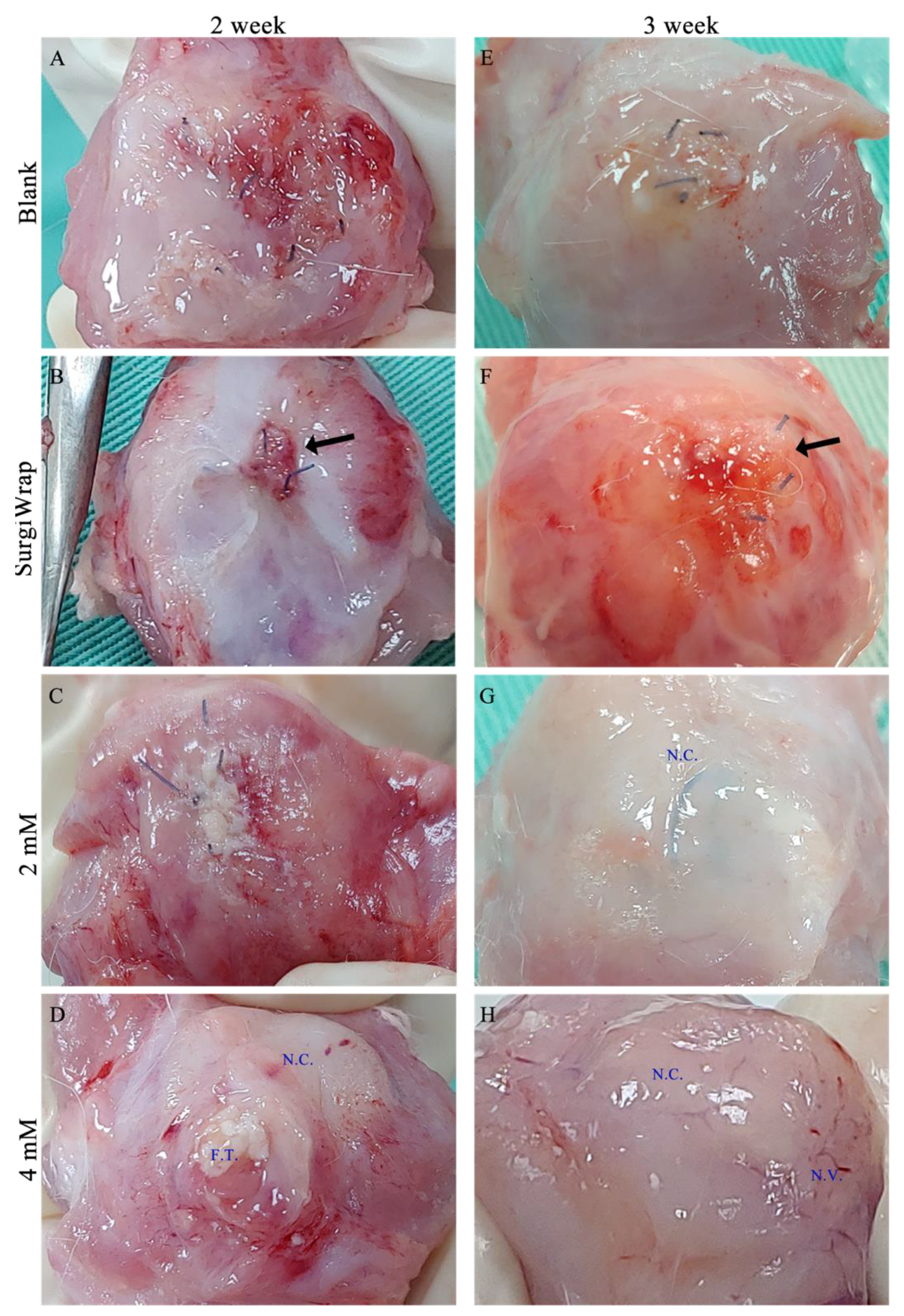 Pharmaceutics 13 00944 g006