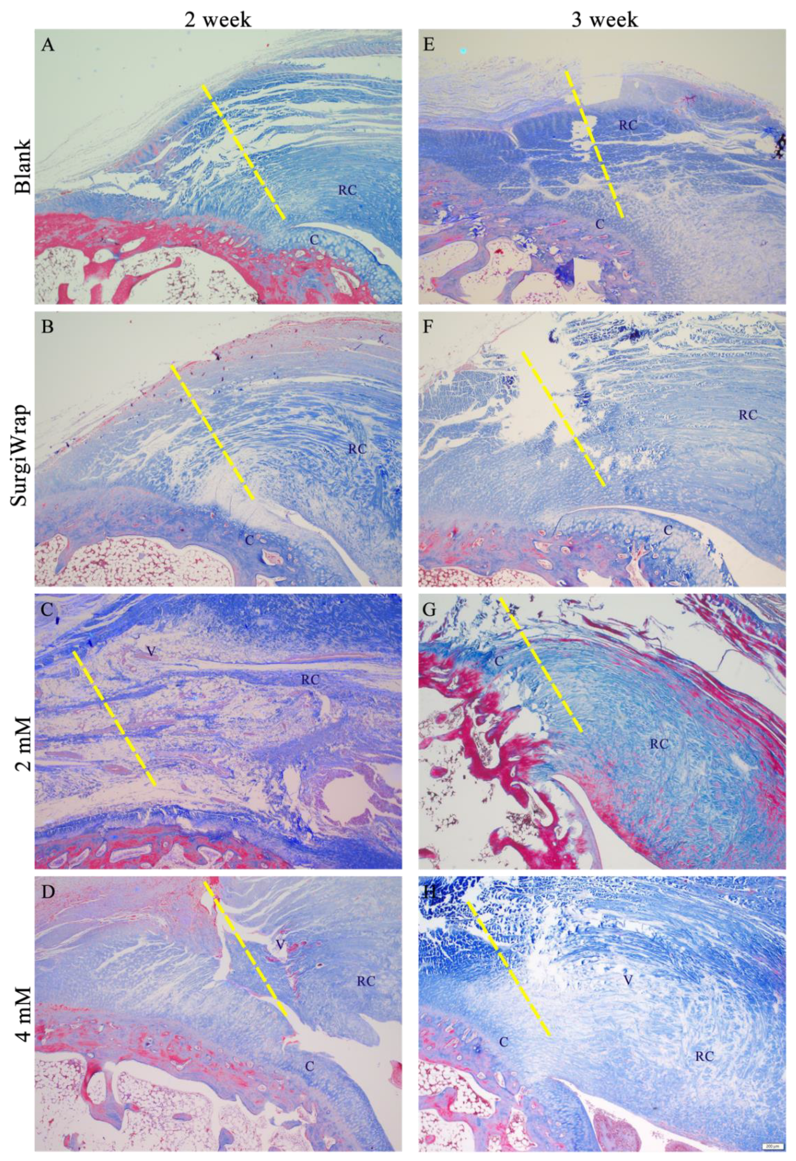 Pharmaceutics 13 00944 g007