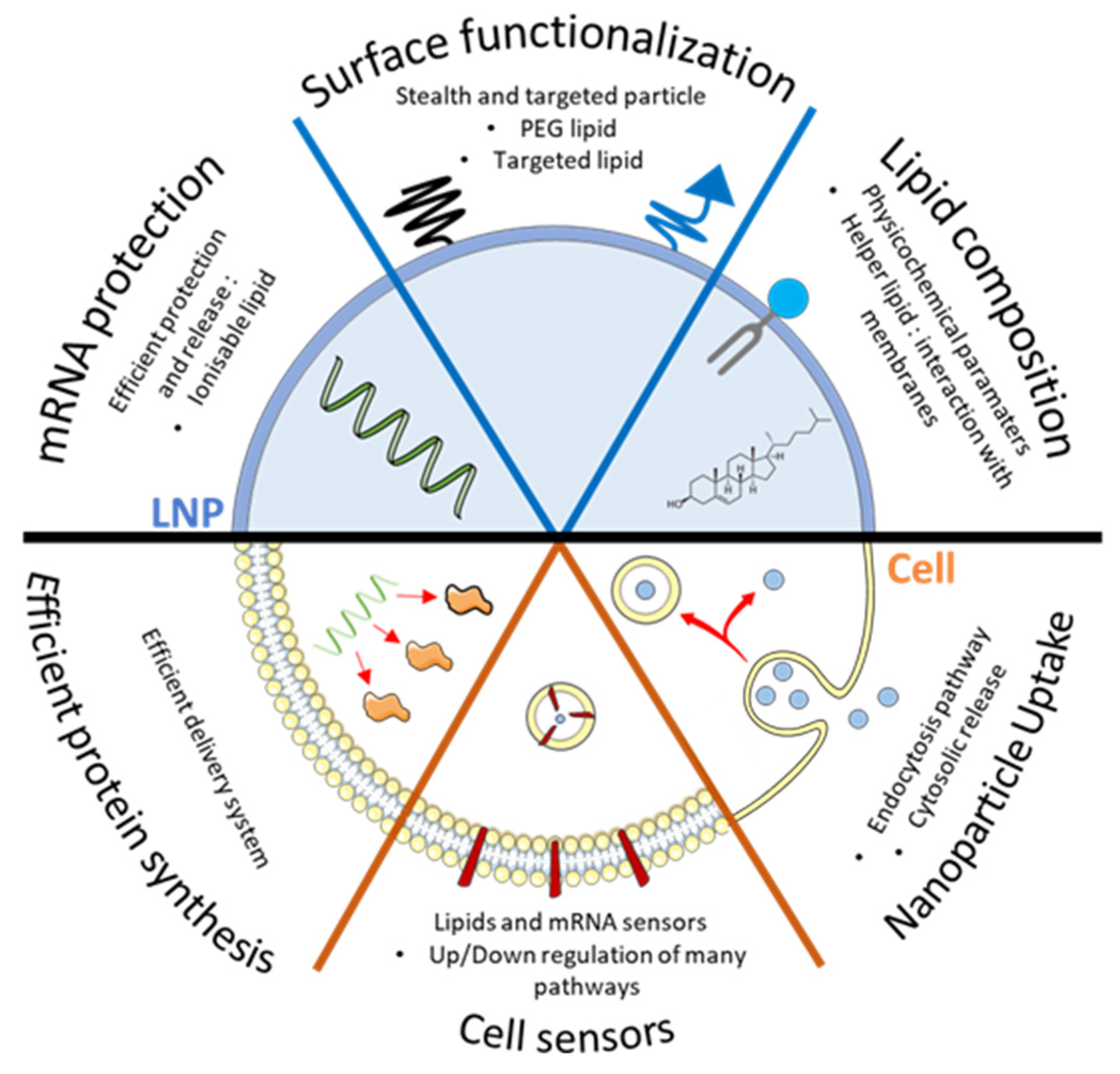 Pharmaceutics 13 00945 g001