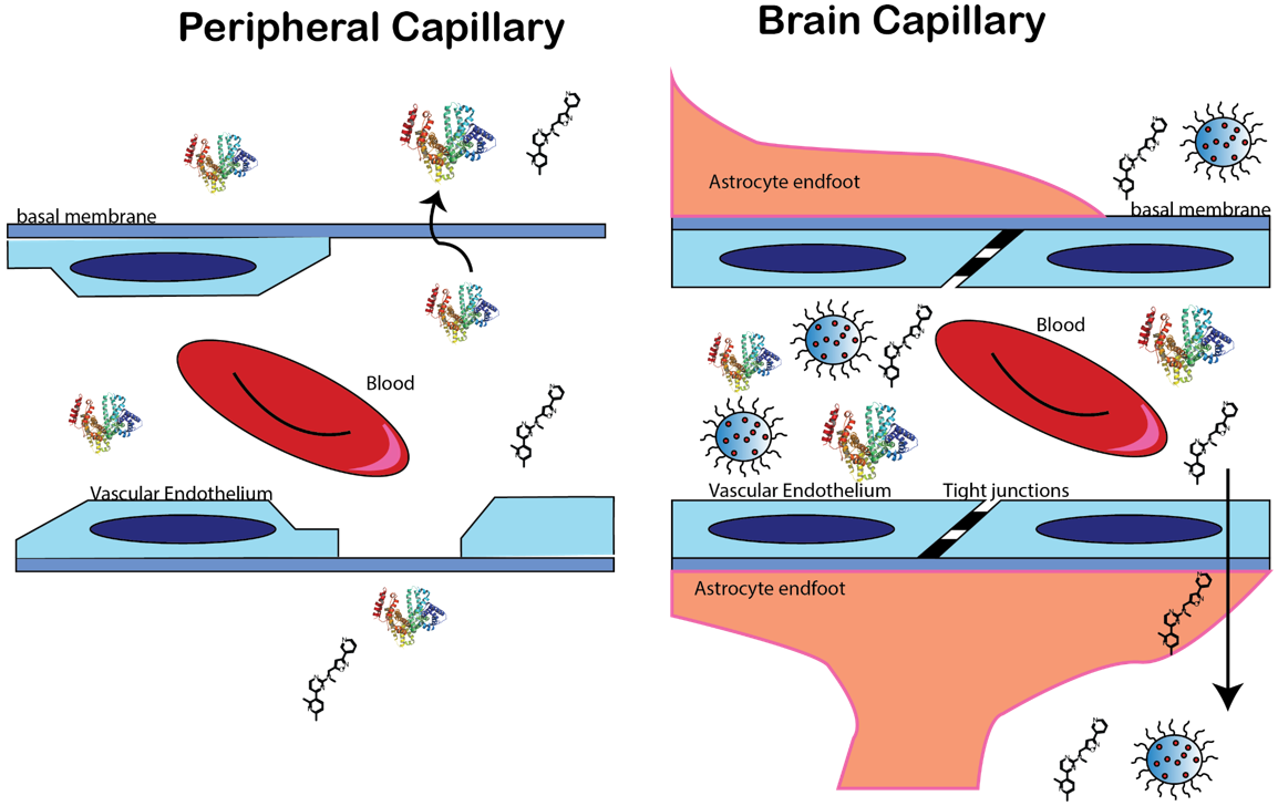 Pharmaceutics 13 00948 g002