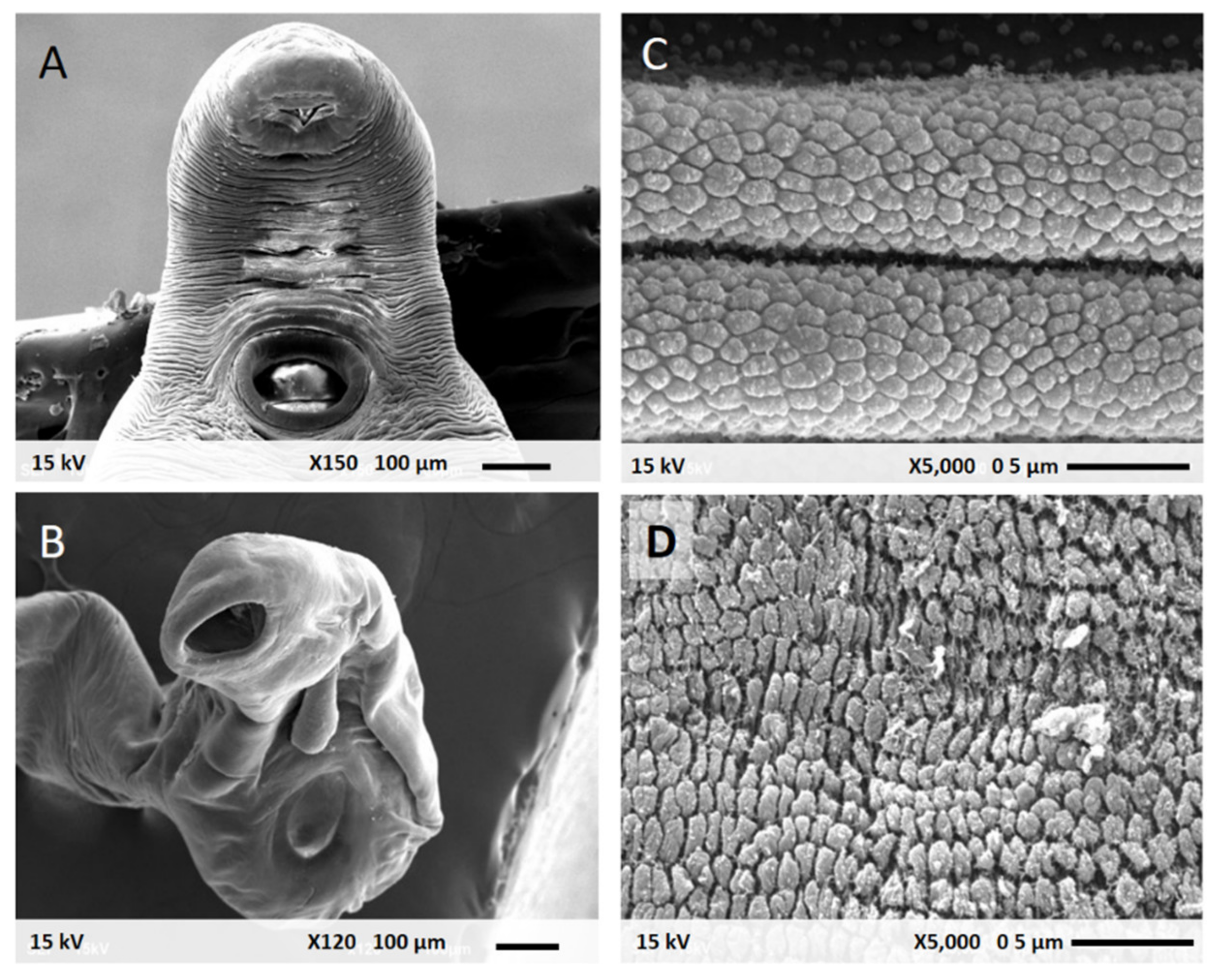 Pharmaceutics 13 00952 g004