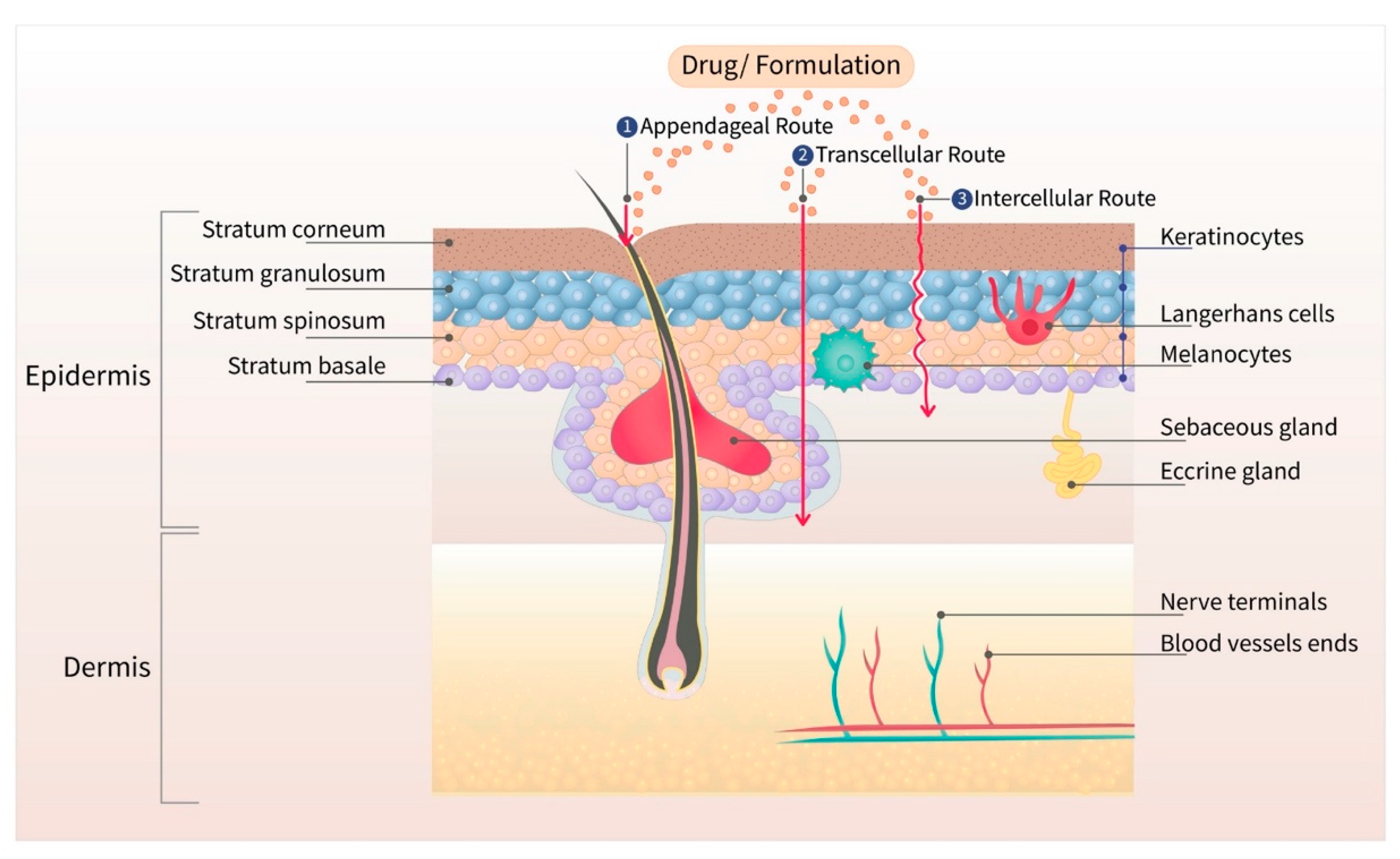 Pharmaceutics 13 00960 g001 Pharmaceutics 13 00960 g001