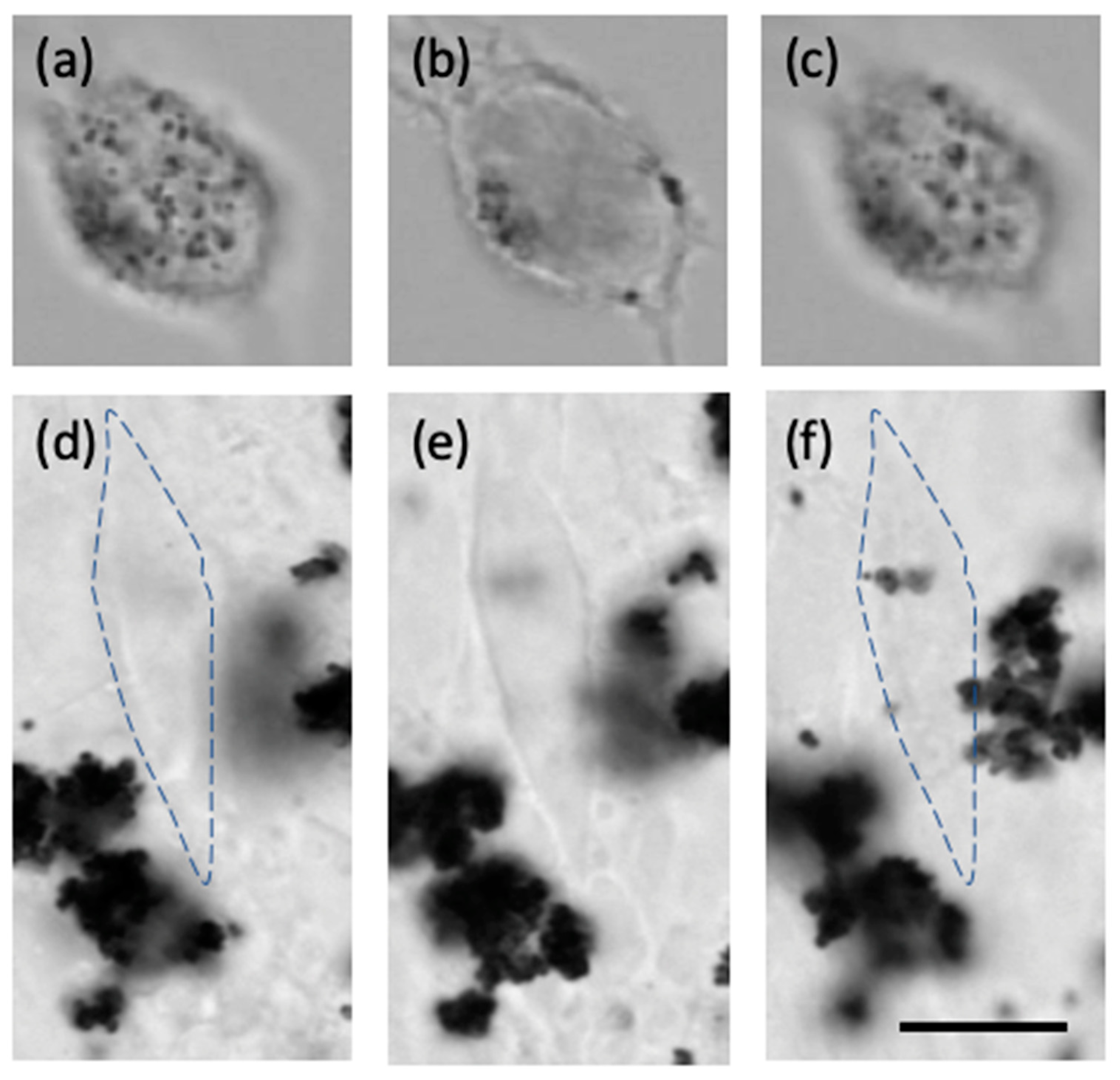 Pharmaceutics 13 00965 g003