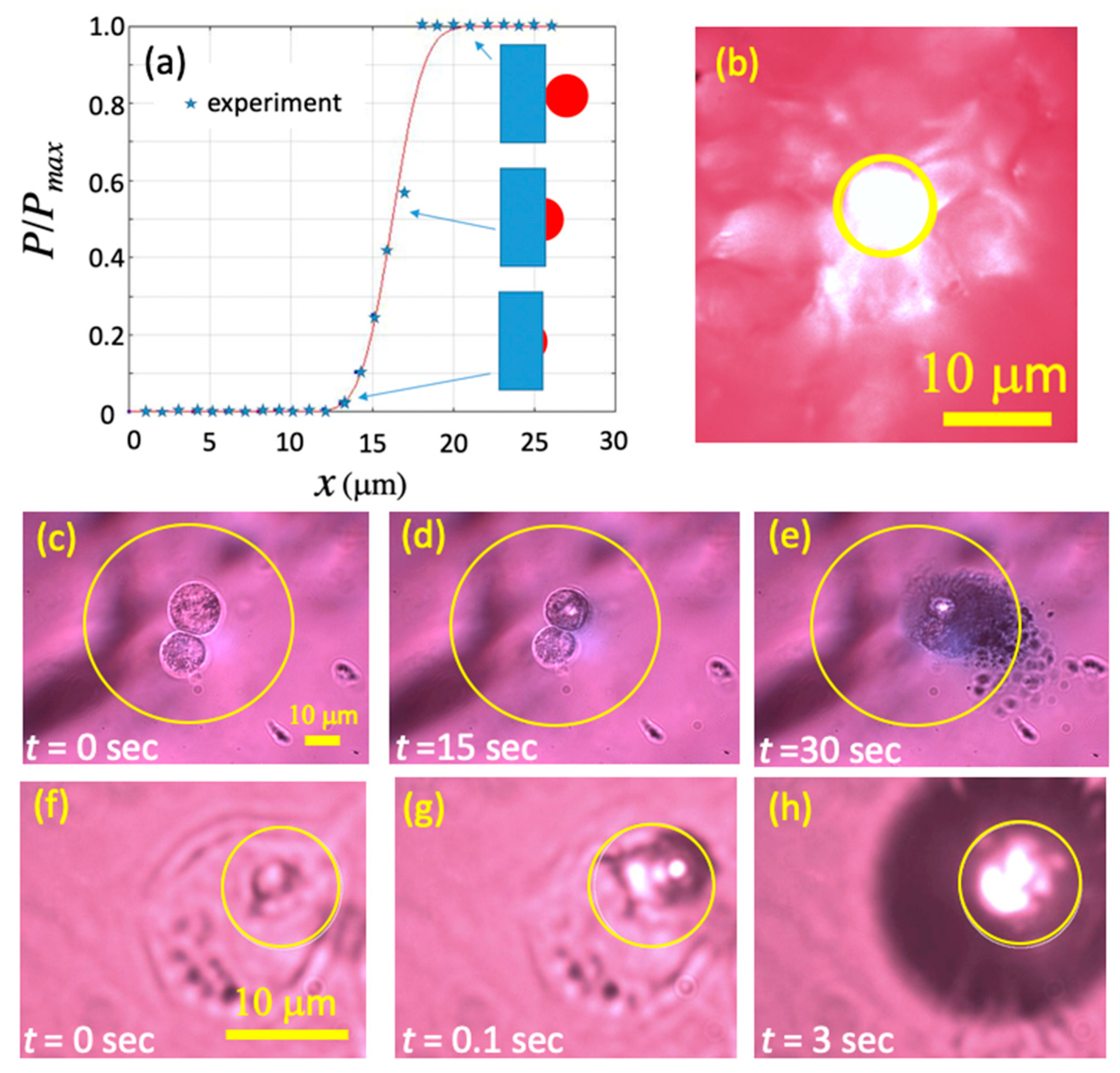 Pharmaceutics 13 00965 g005
