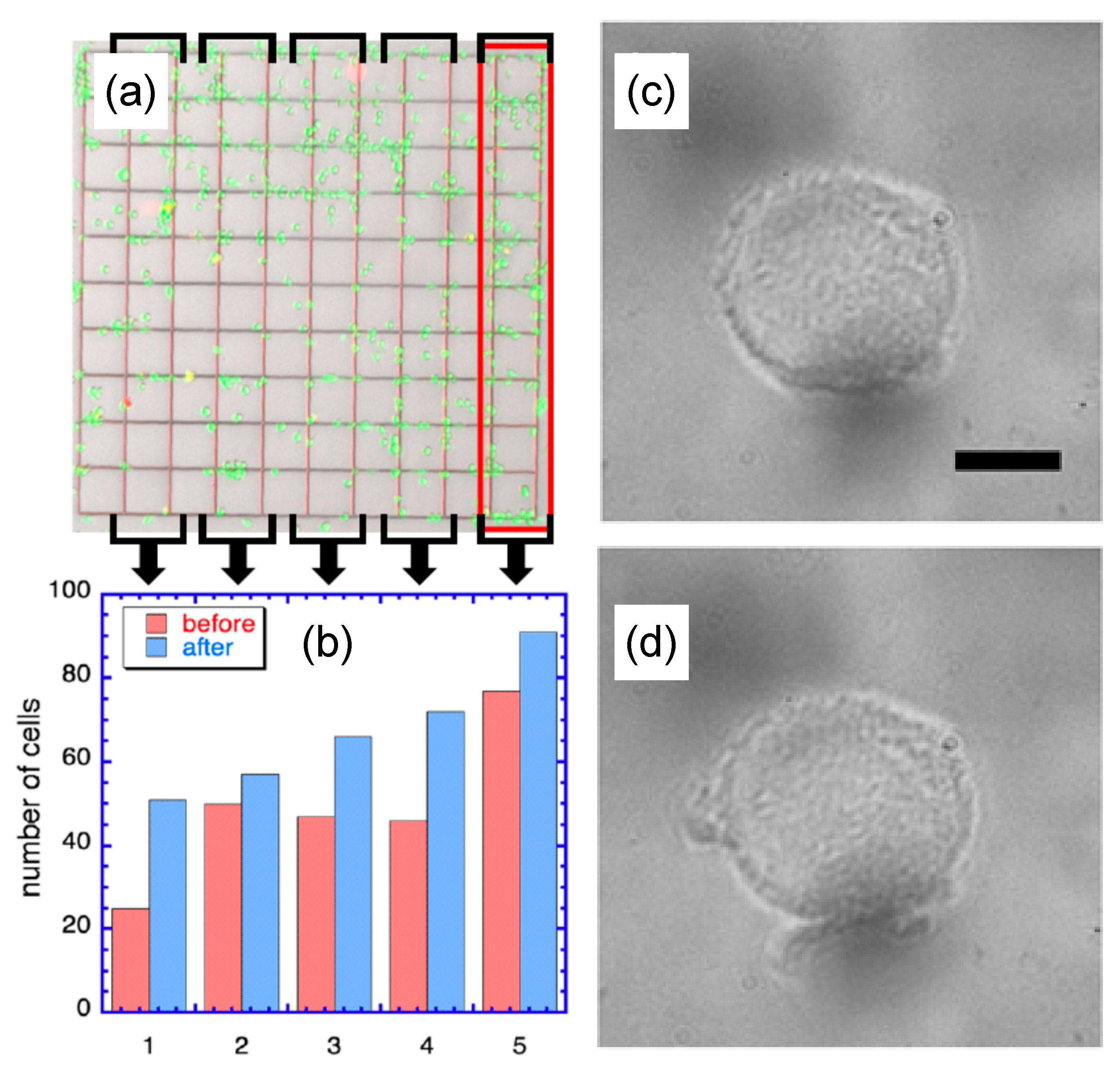 Pharmaceutics 13 00965 g006