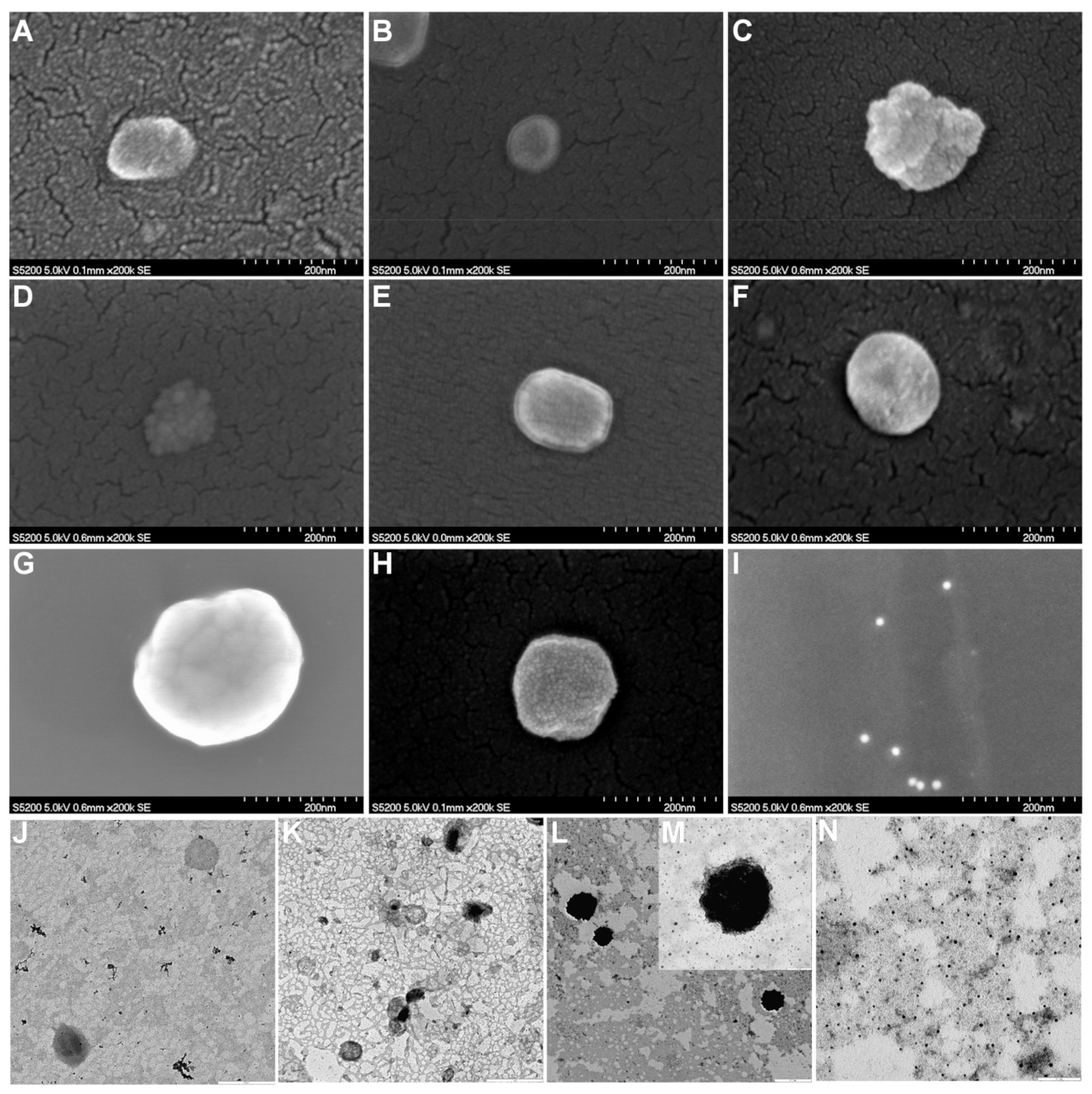 Pharmaceutics 13 00973 g005