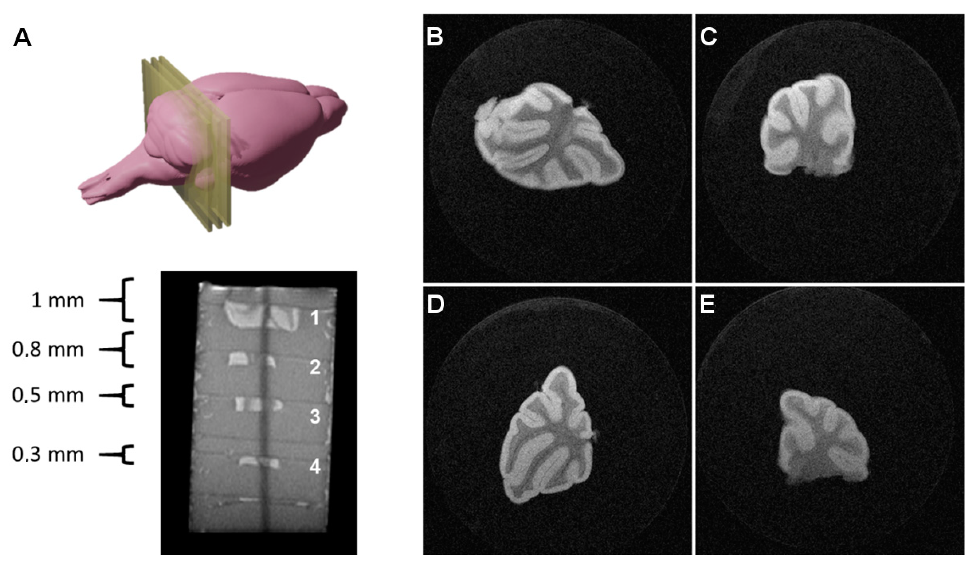 Pharmaceutics 13 00975 g002