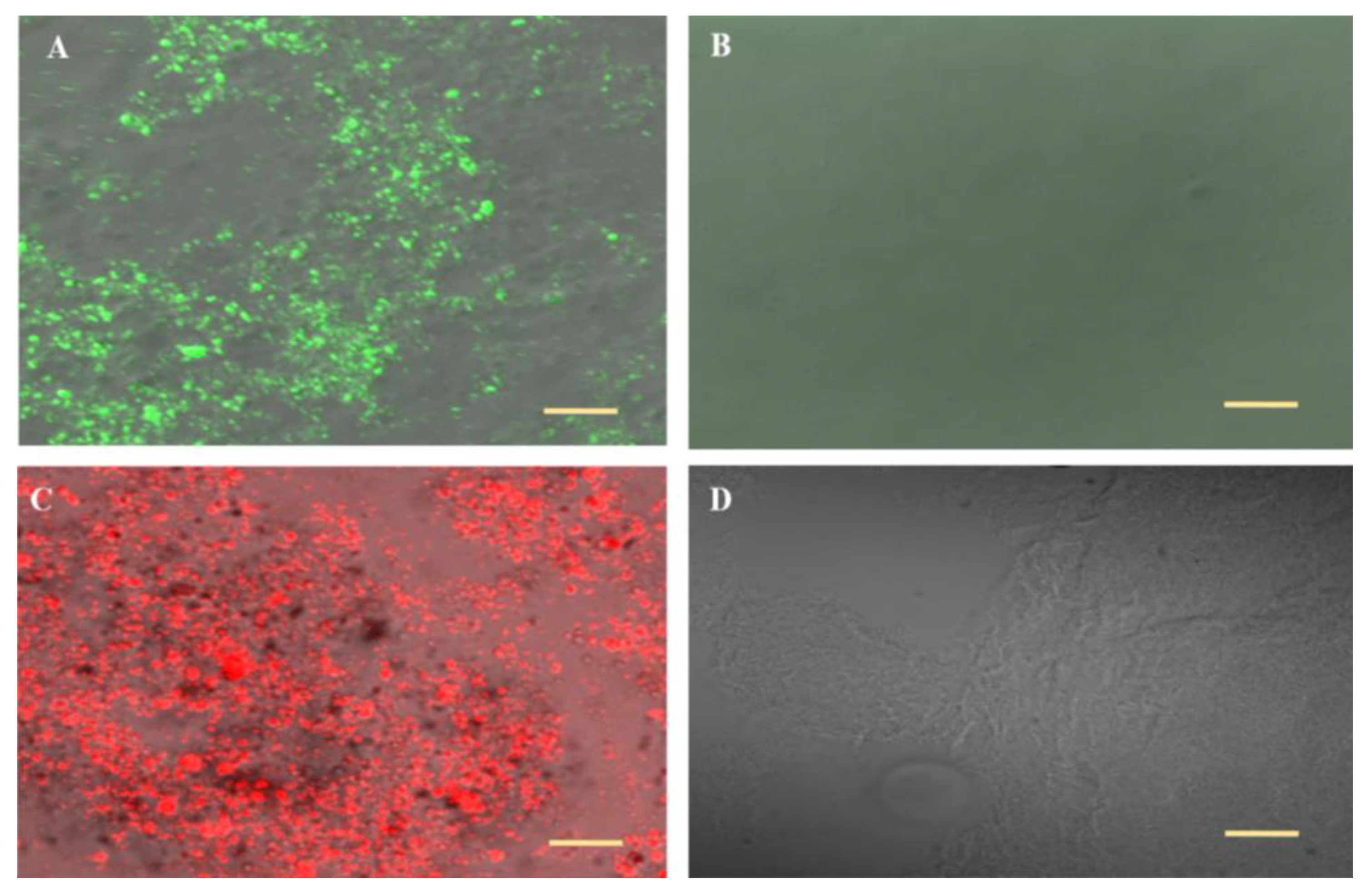 Pharmaceutics 13 00978 g002