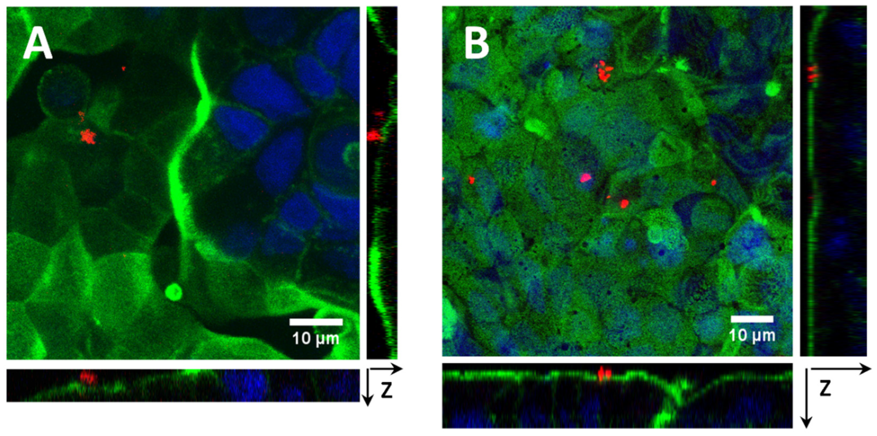 Pharmaceutics 13 00982 g011 Pharmaceutics 13 00982 g011