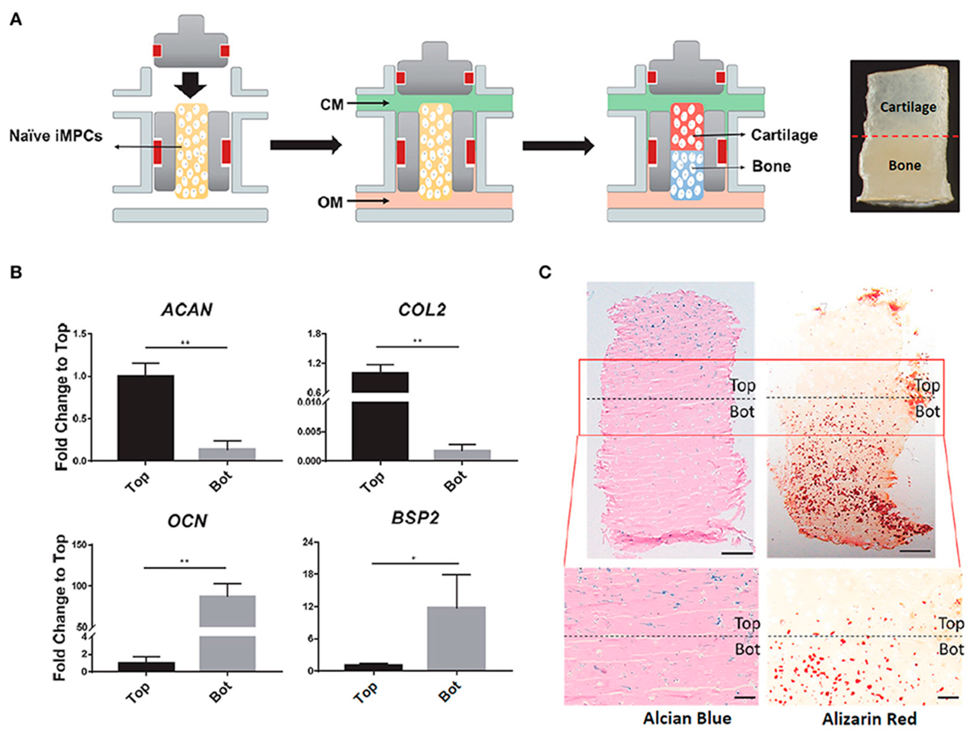 Pharmaceutics 13 00983 g006