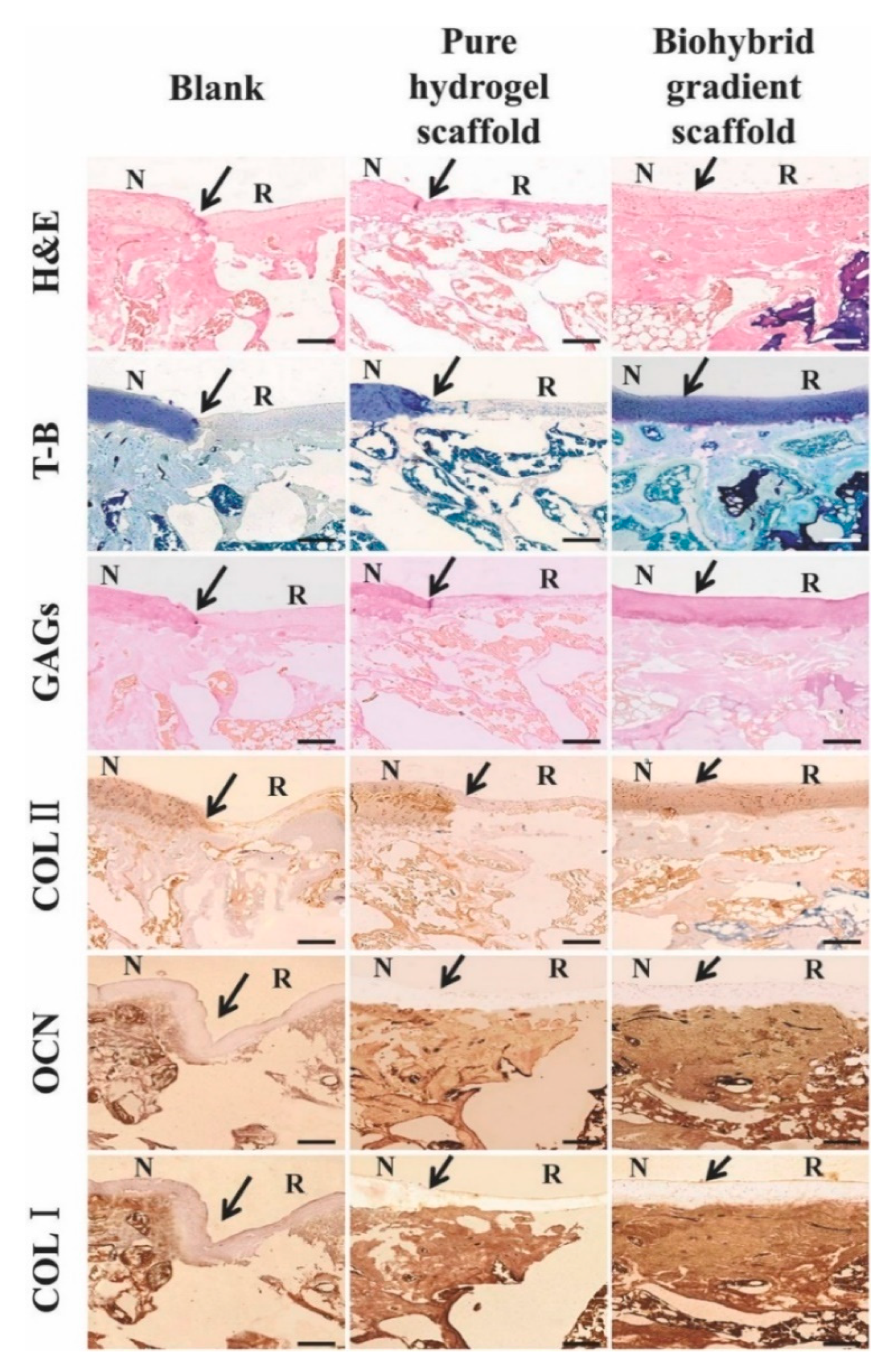 Pharmaceutics 13 00983 g012