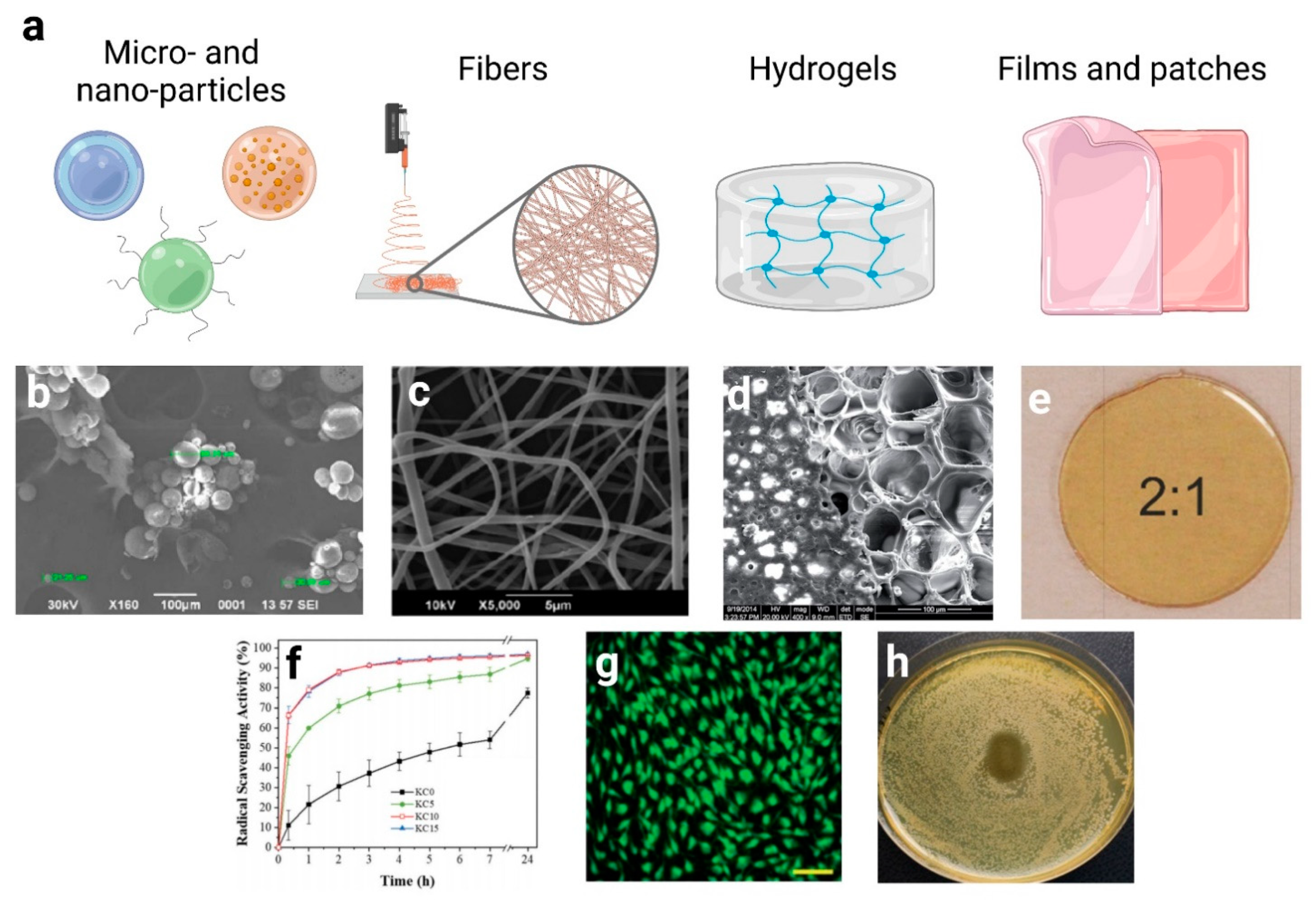 Pharmaceutics 13 00999 g004
