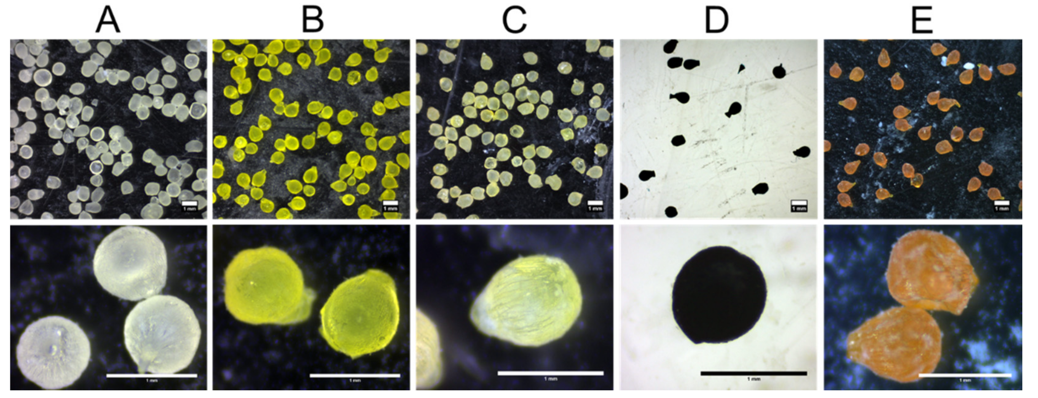 Pharmaceutics 13 01001 g002