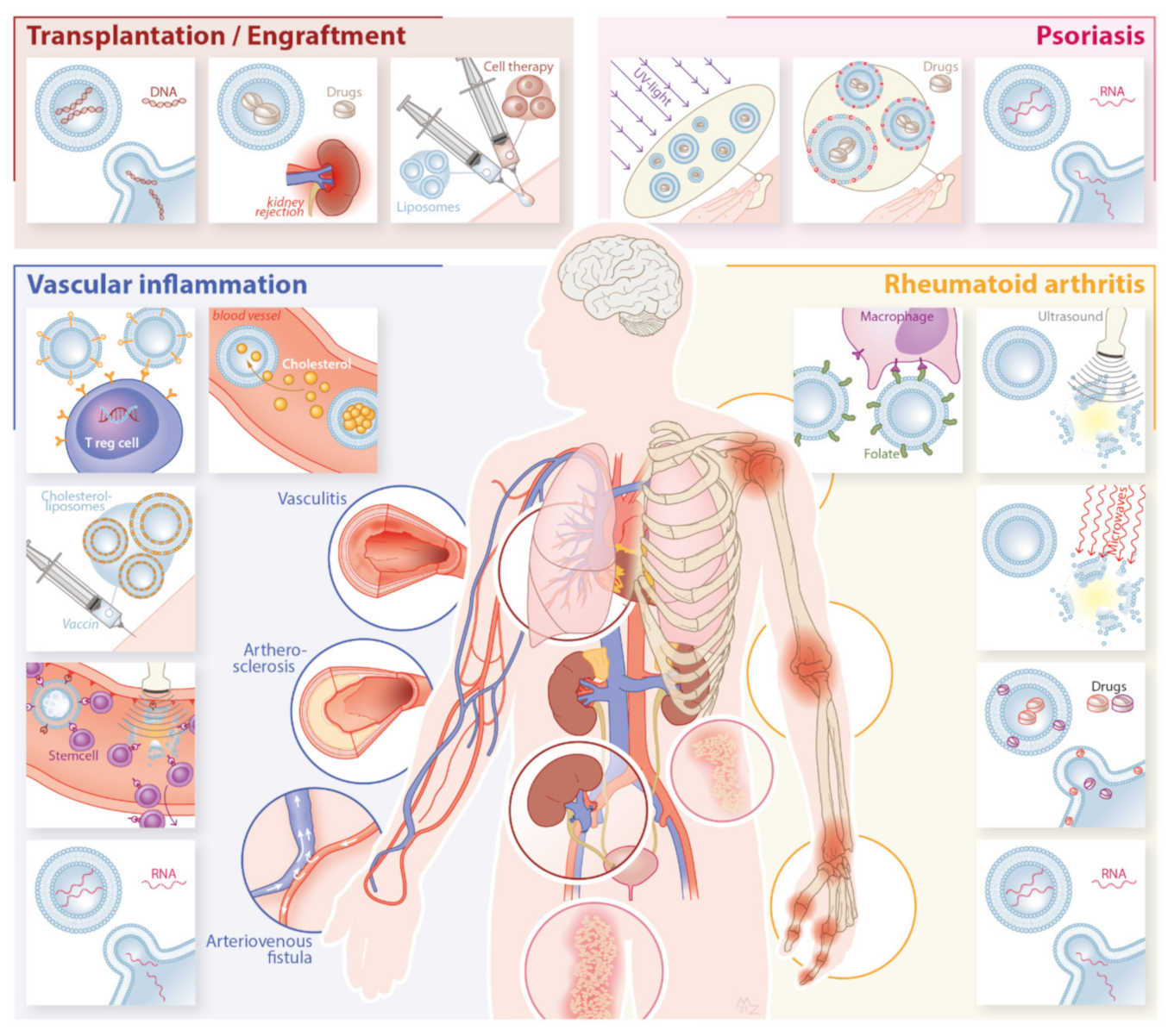 Pharmaceutics 13 01004 g002