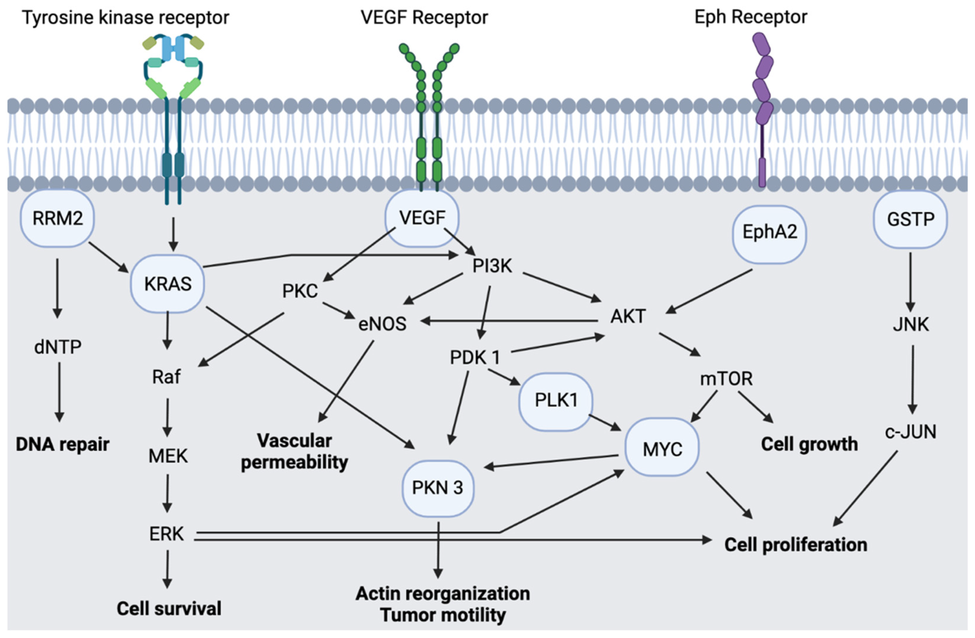 Pharmaceutics 13 01009 g005