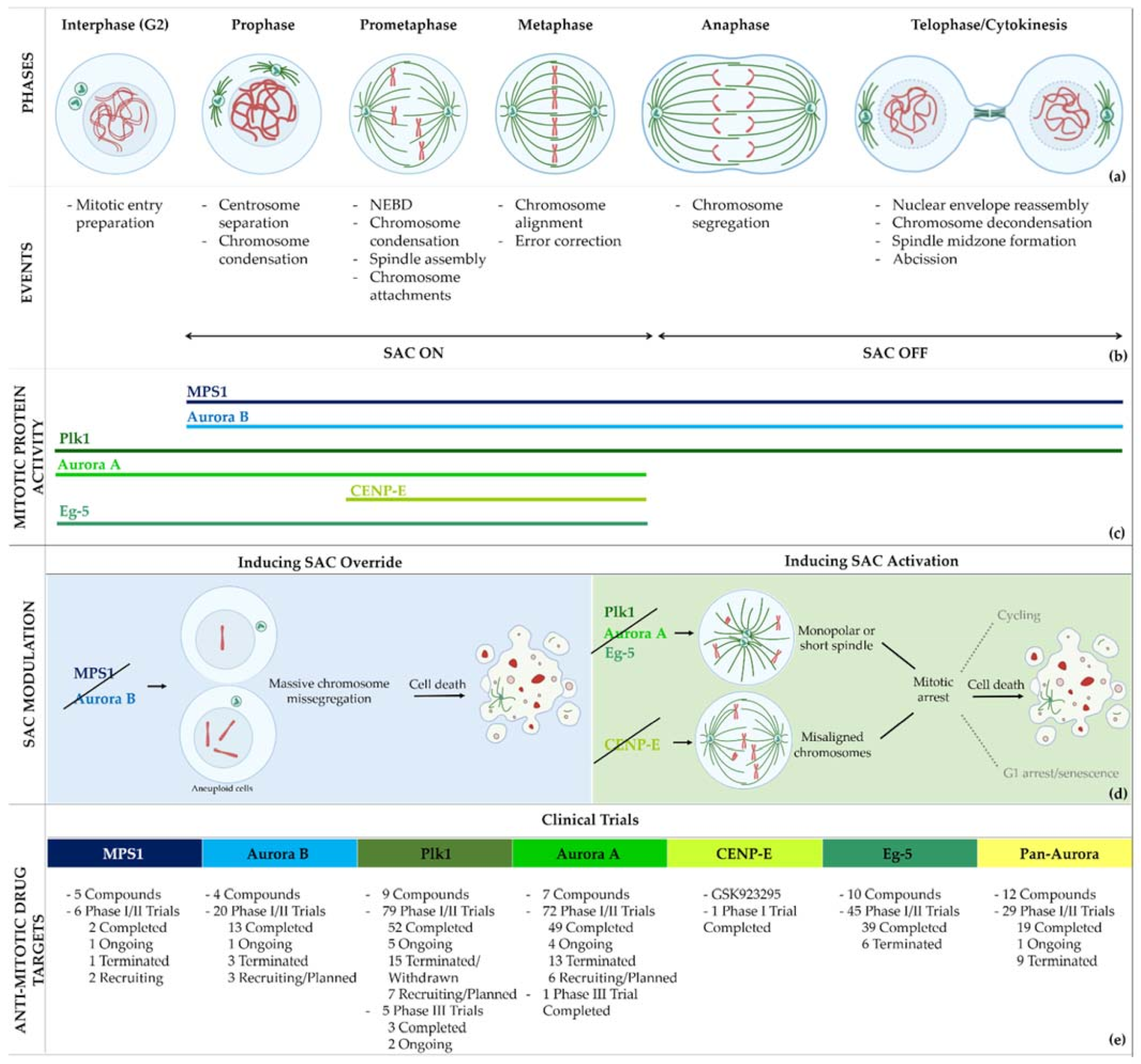 Pharmaceutics 13 01011 g001