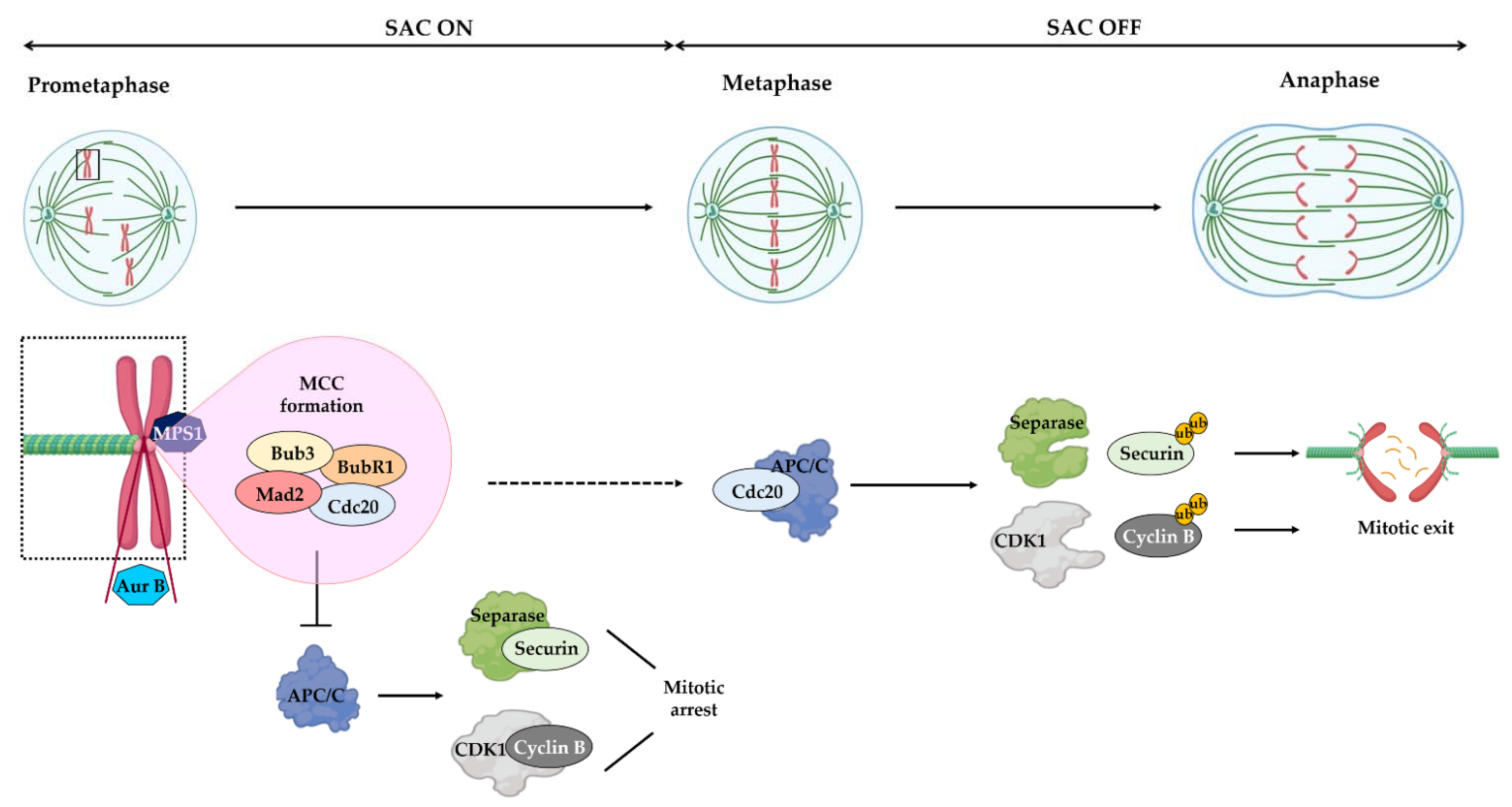 Pharmaceutics 13 01011 g002