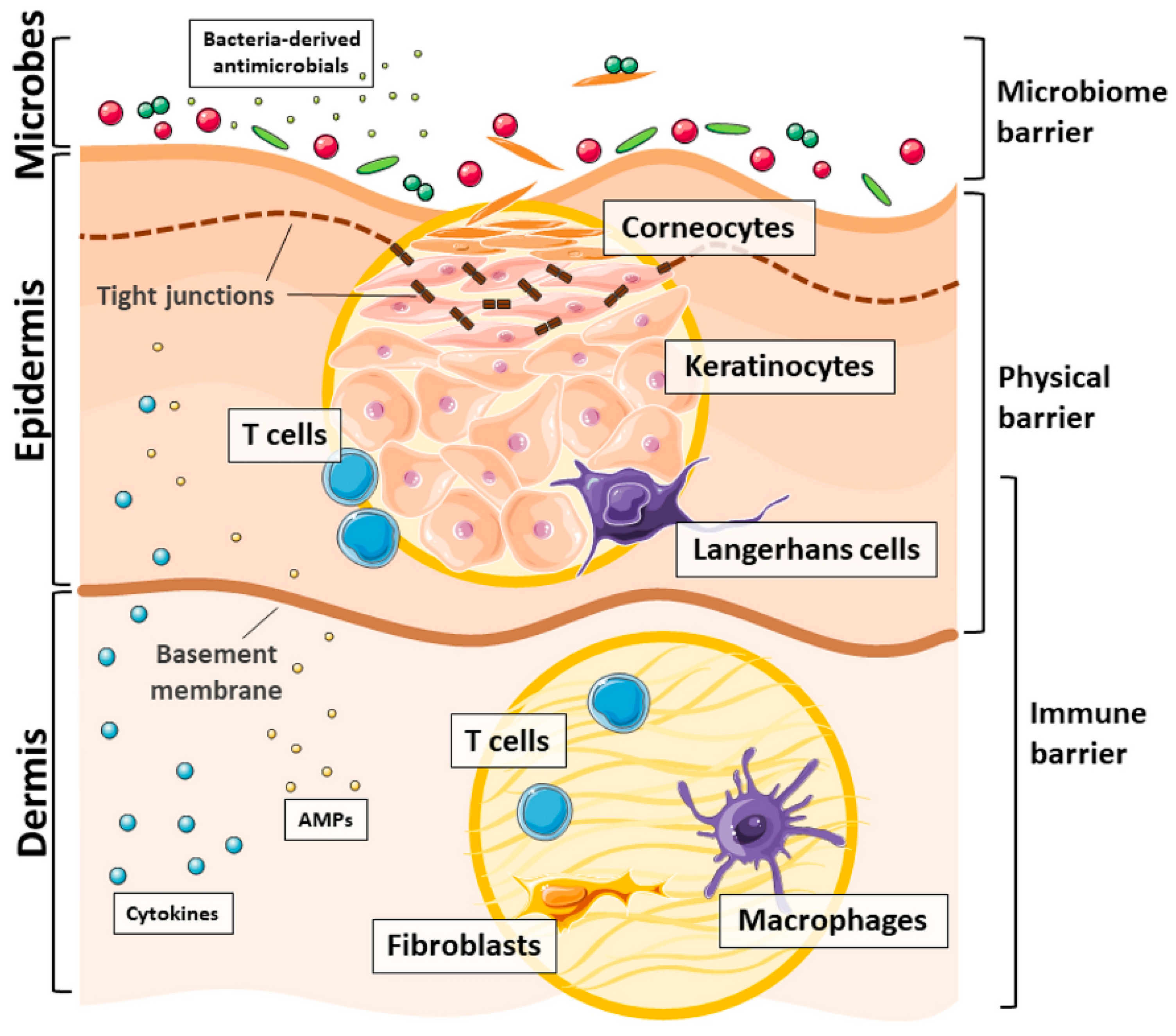 Pharmaceutics 13 01012 g001