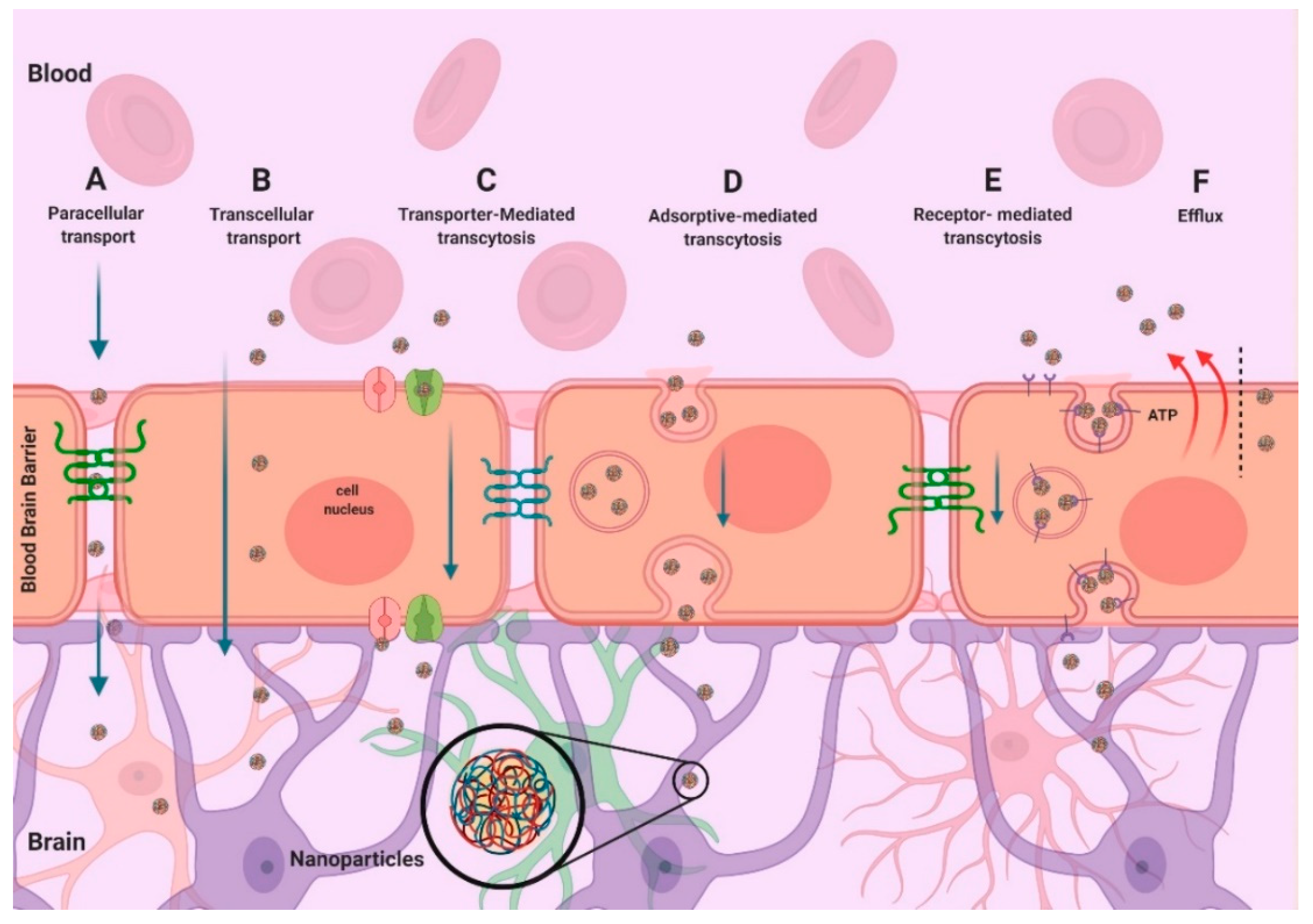 Pharmaceutics 13 01018 g005