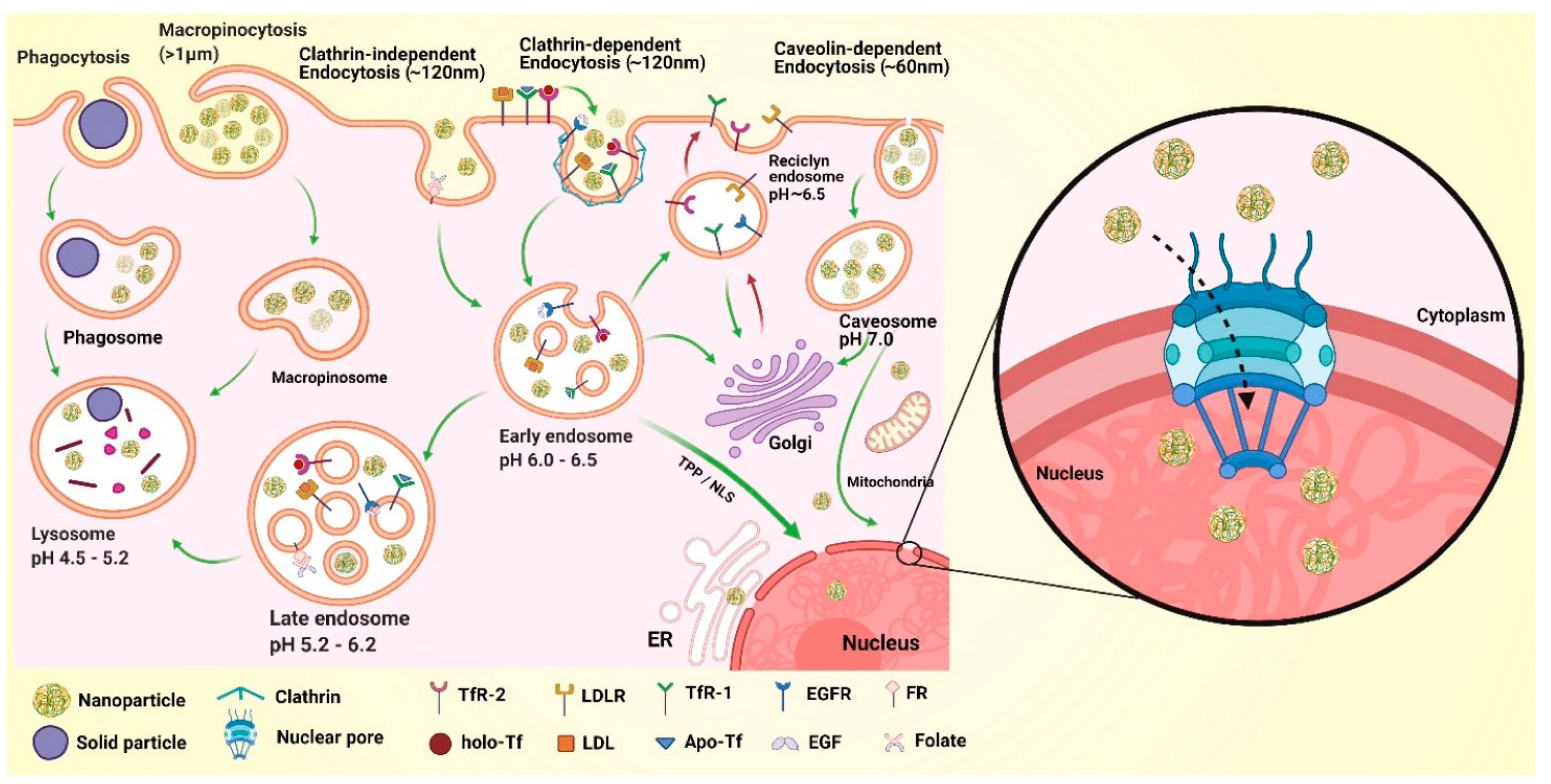 Pharmaceutics 13 01018 g006