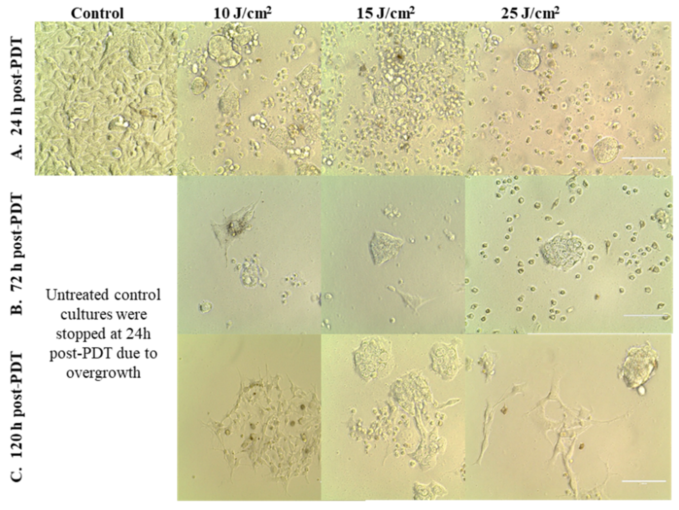 Pharmaceutics 13 01032 g005