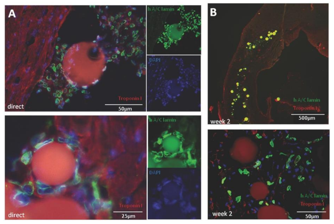 Pharmaceutics 13 01038 g002