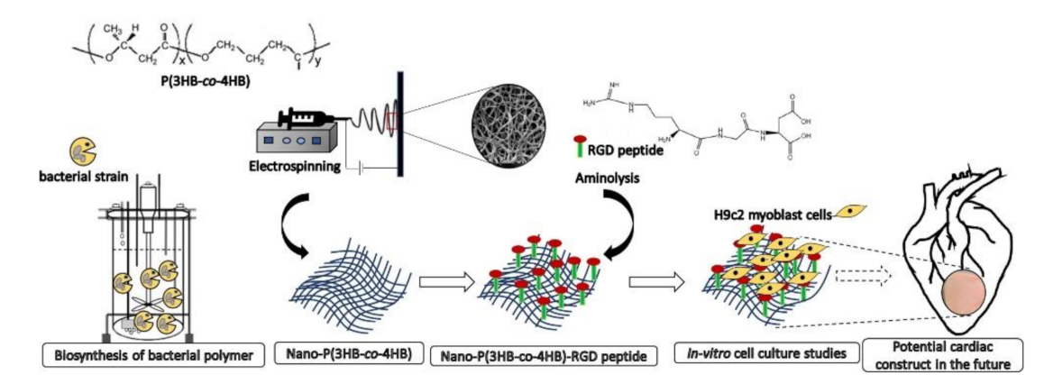 Pharmaceutics 13 01038 g003