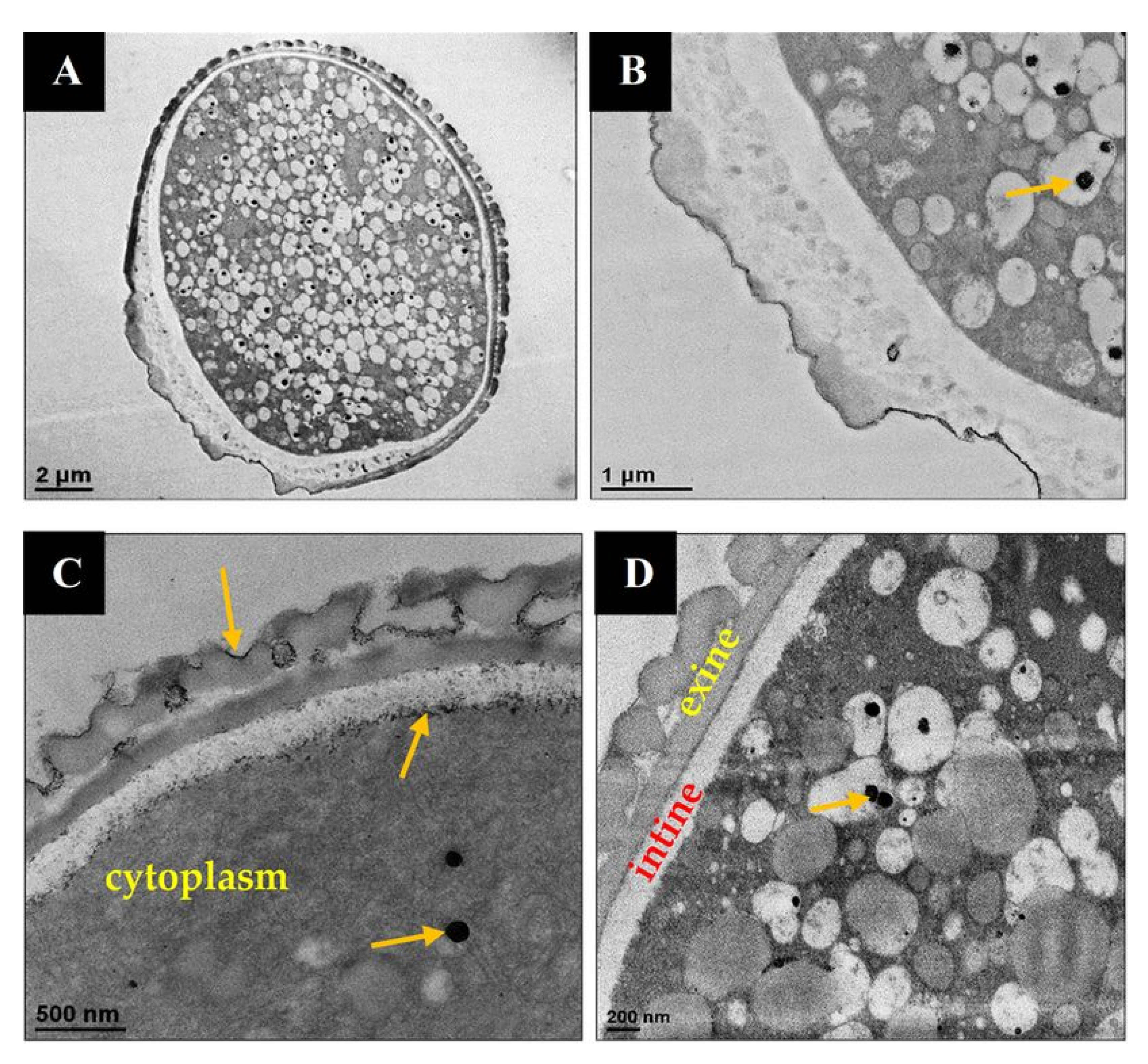 Pharmaceutics 13 01048 g003